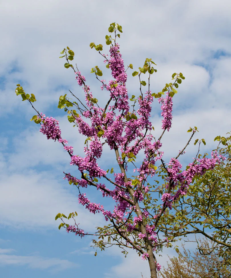Pêcher sauvage Prunus ‘Donut‘ - Image 4