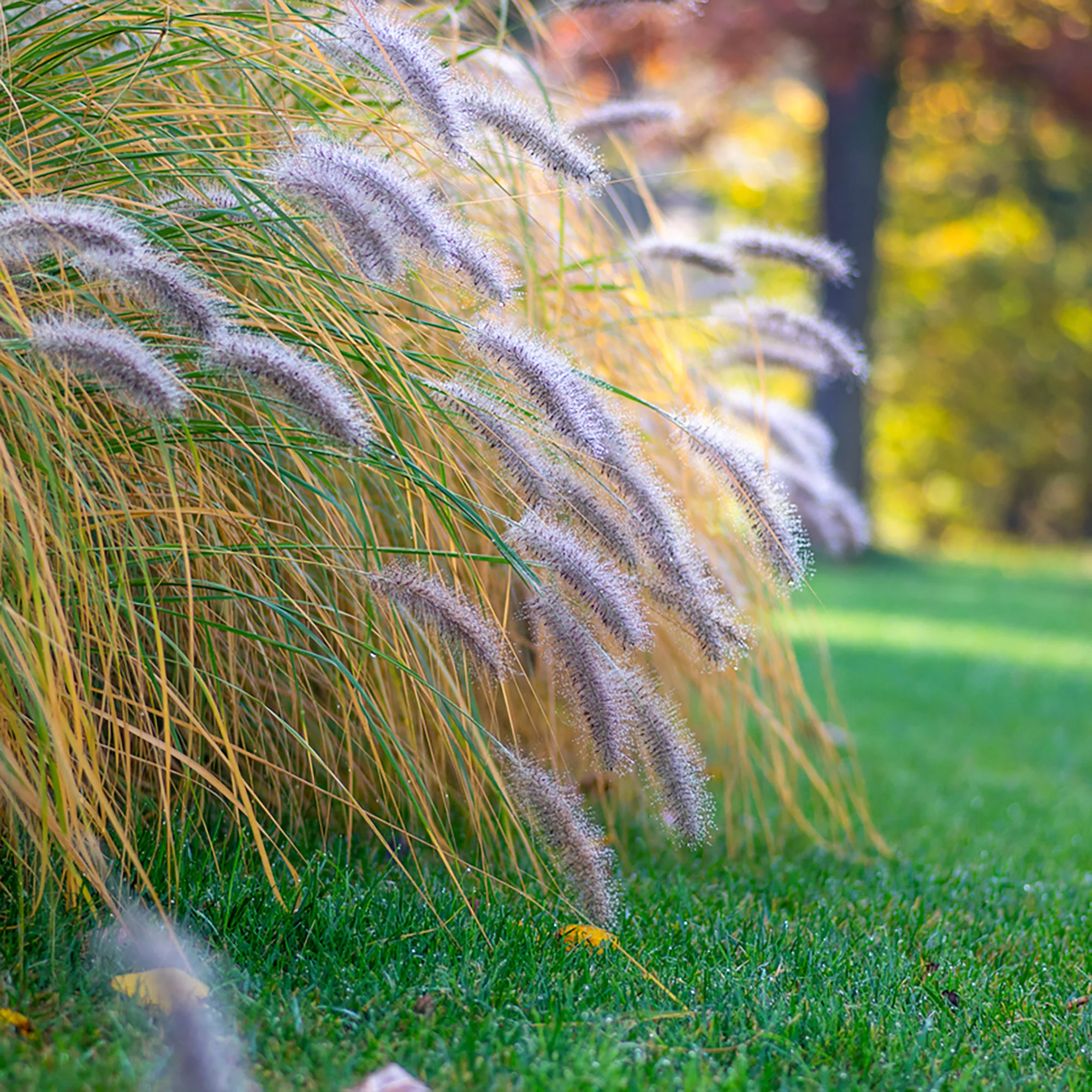 Pennisetum 'Flamingo' Marron-Violet-Rose - Image 2