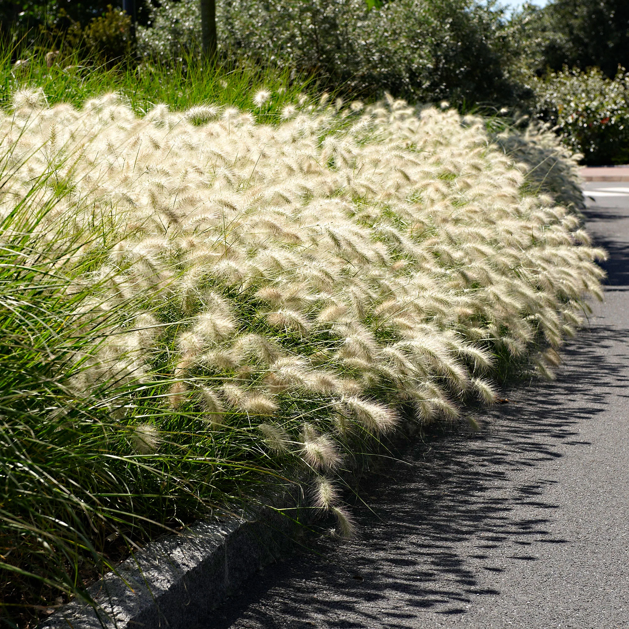 Pennisetum Pennisetum 'Hameln' blanc - Image 3