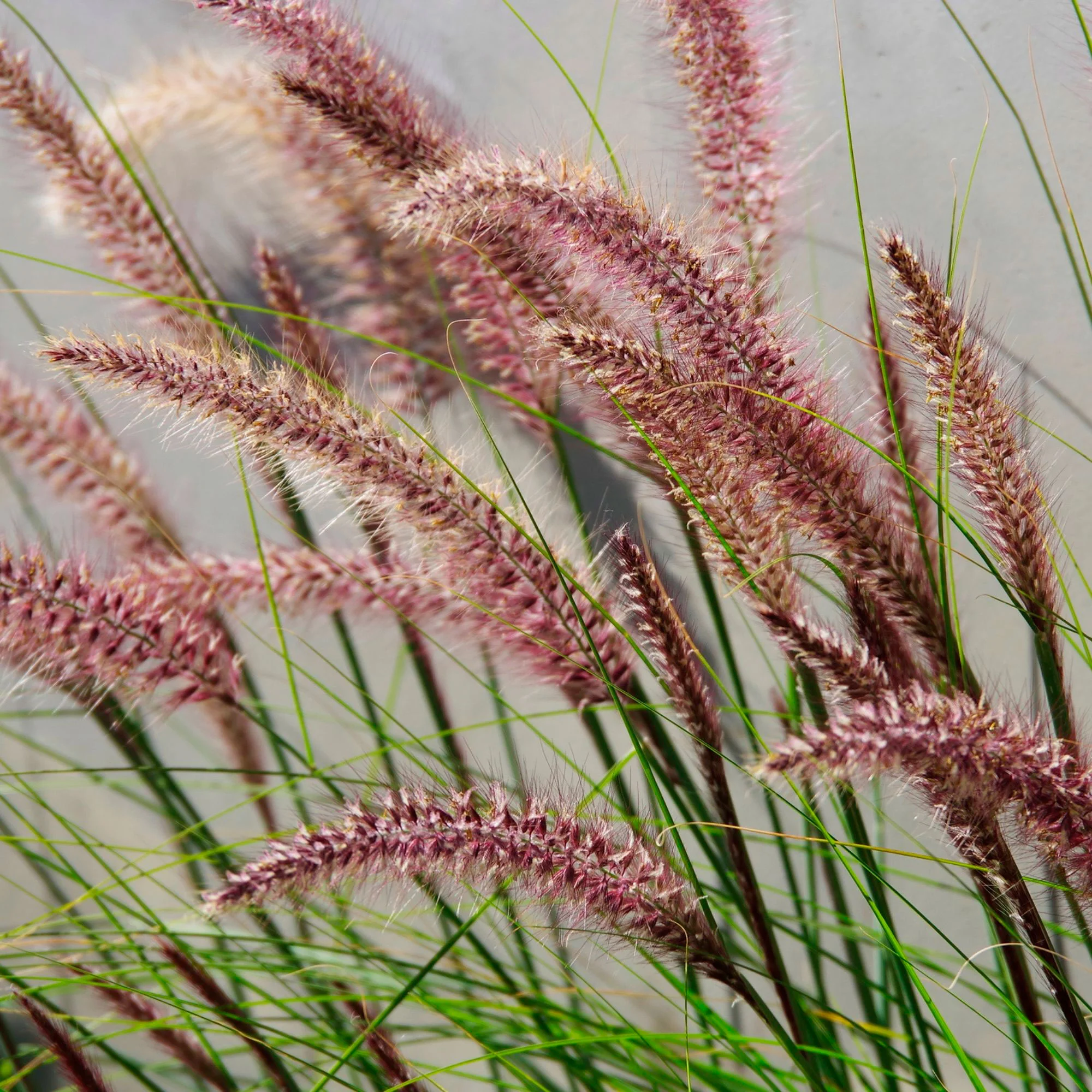 Pennisetum 'Red Head' Marron-Violet