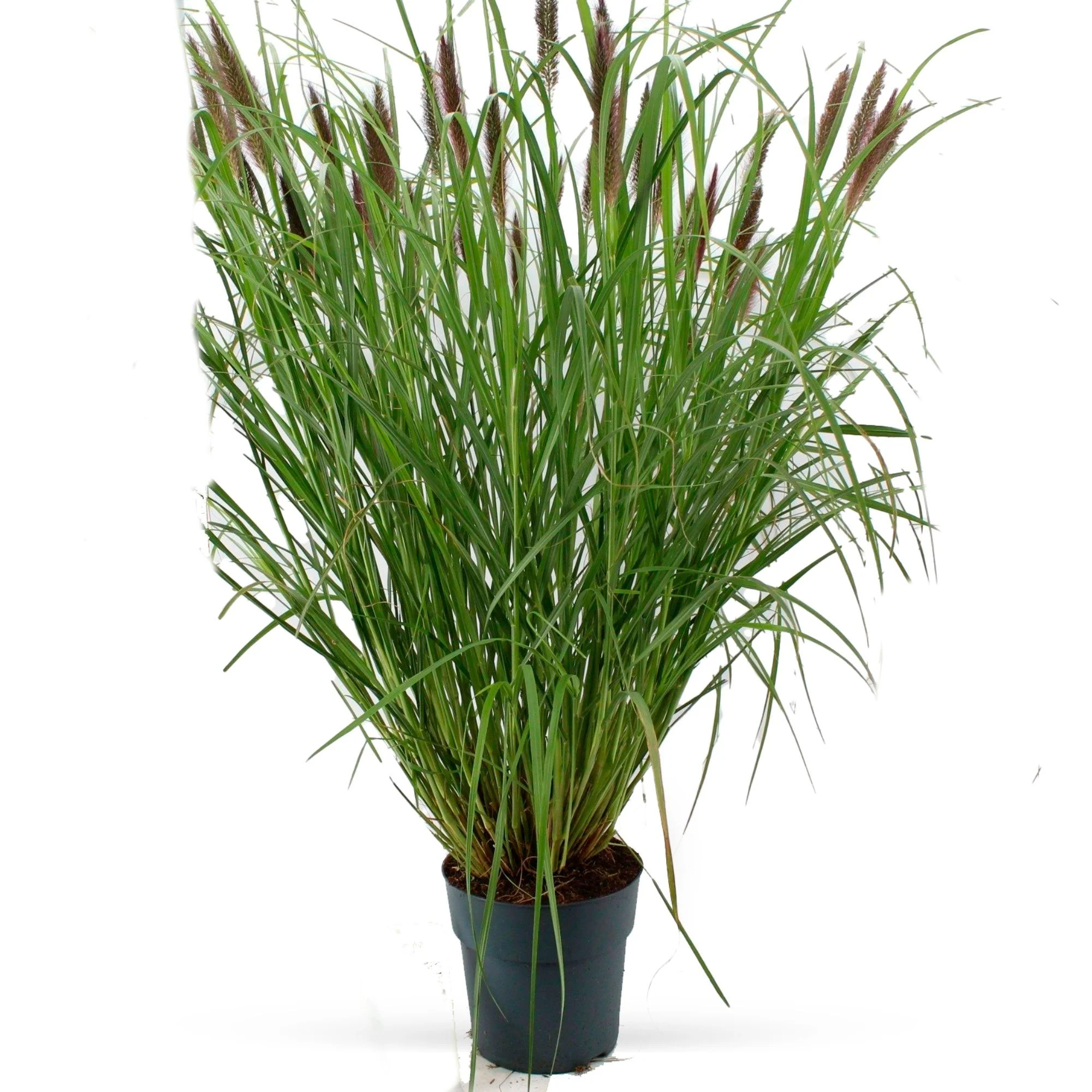 Pennisetum 'Red Head' Marron-Violet - Image 3