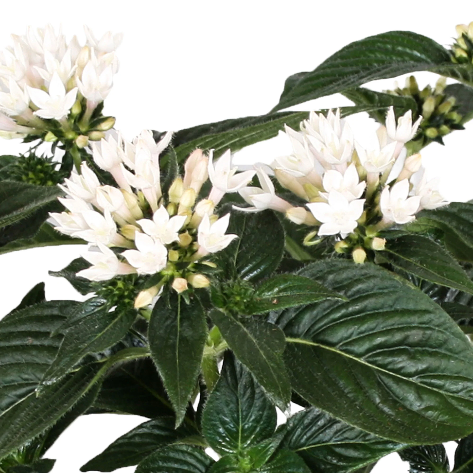Pentas 'Starcluster' Blanc - Image 2