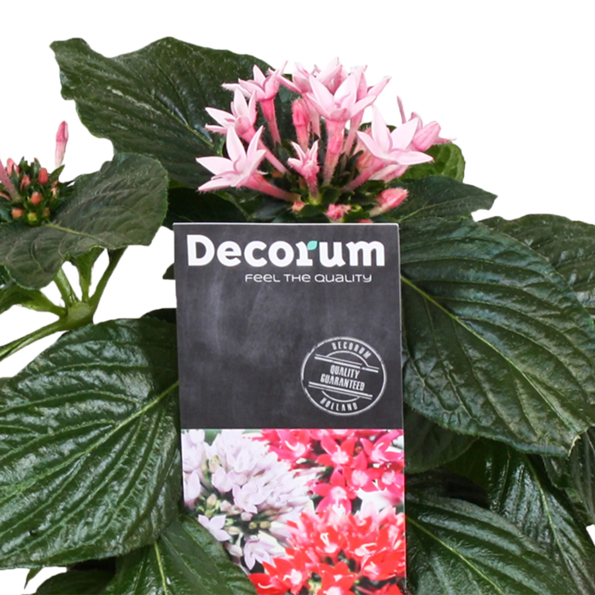 Pentas 'Starcluster' Violet - Image 2