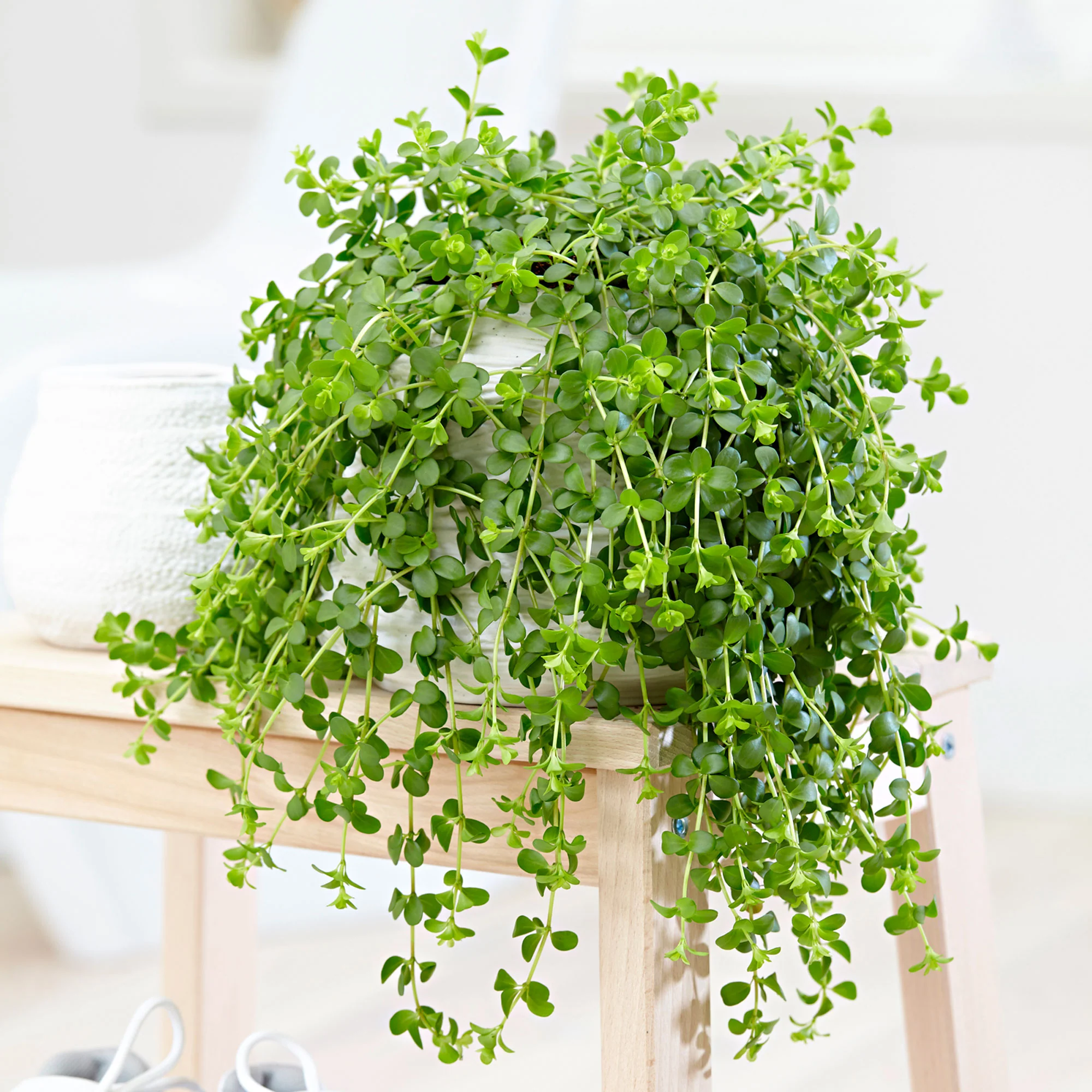 Peperomia 'Isabelle'  - Plante suspendue