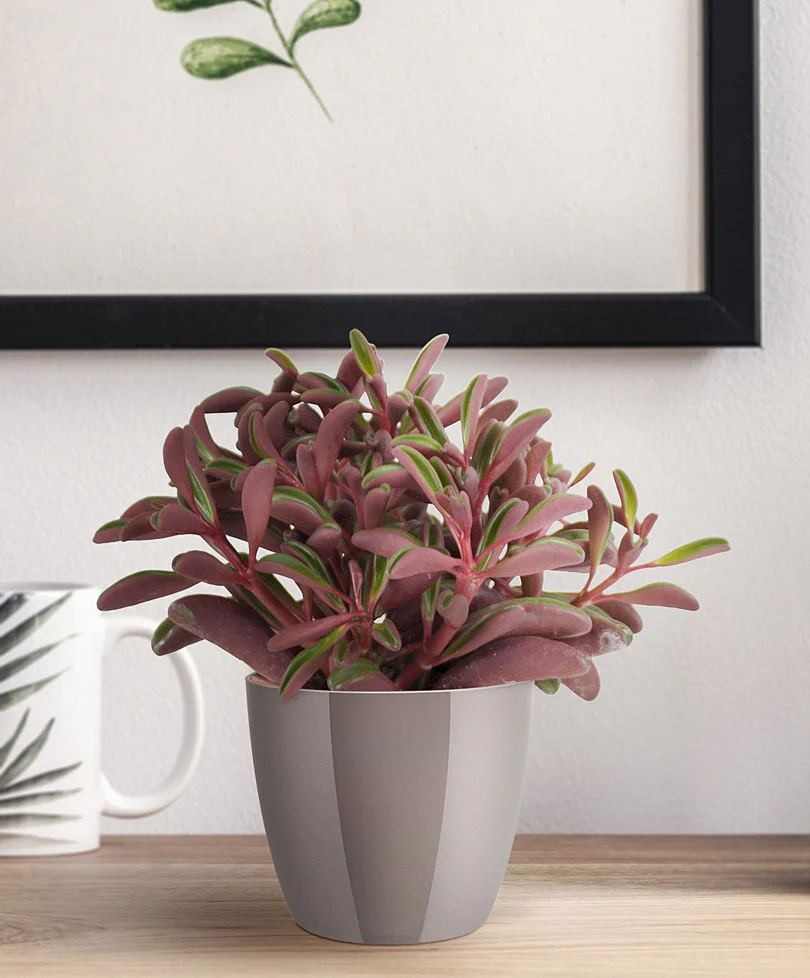 Peperomia Peperomia graveolens