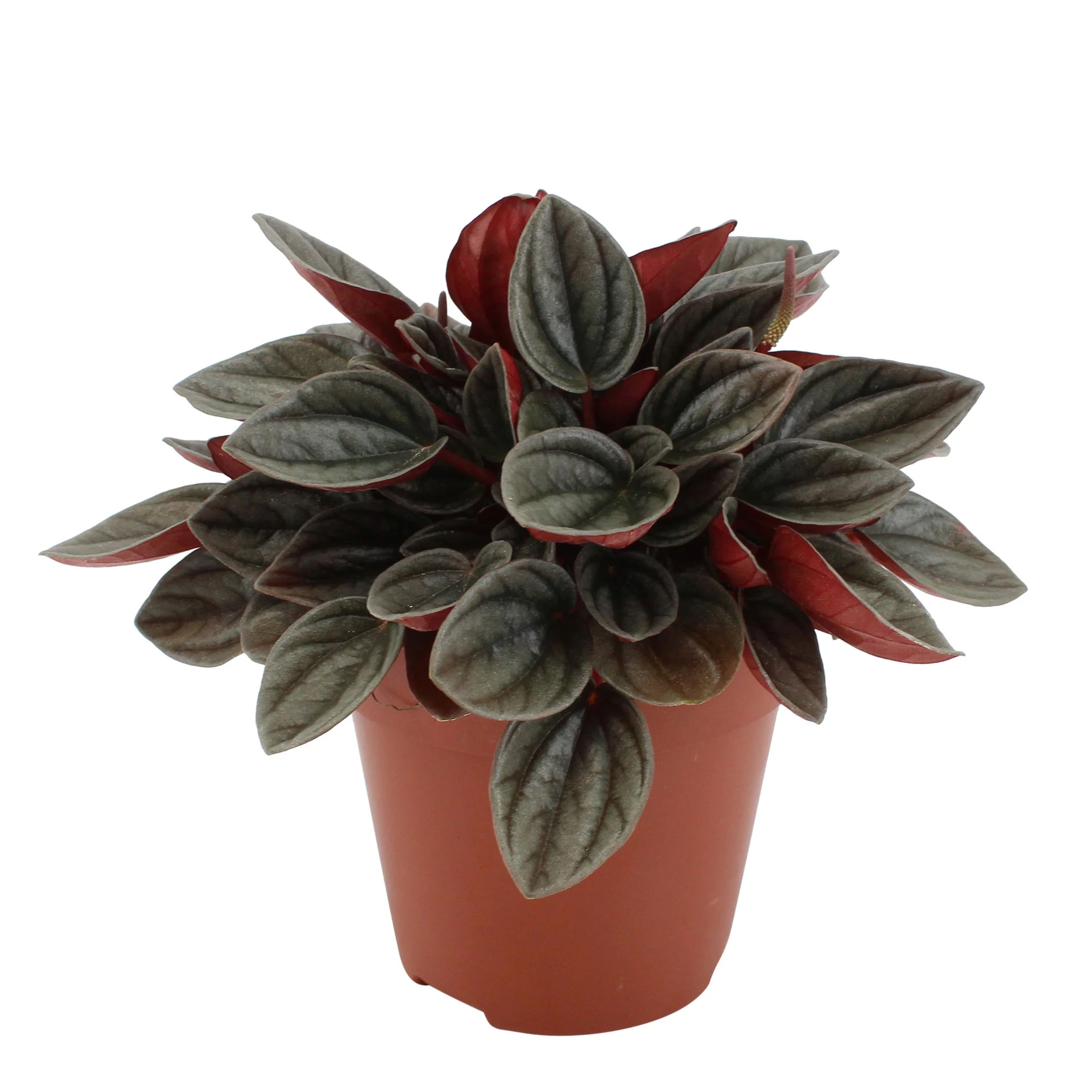 Peperomia santorini gris-rose - Image 3