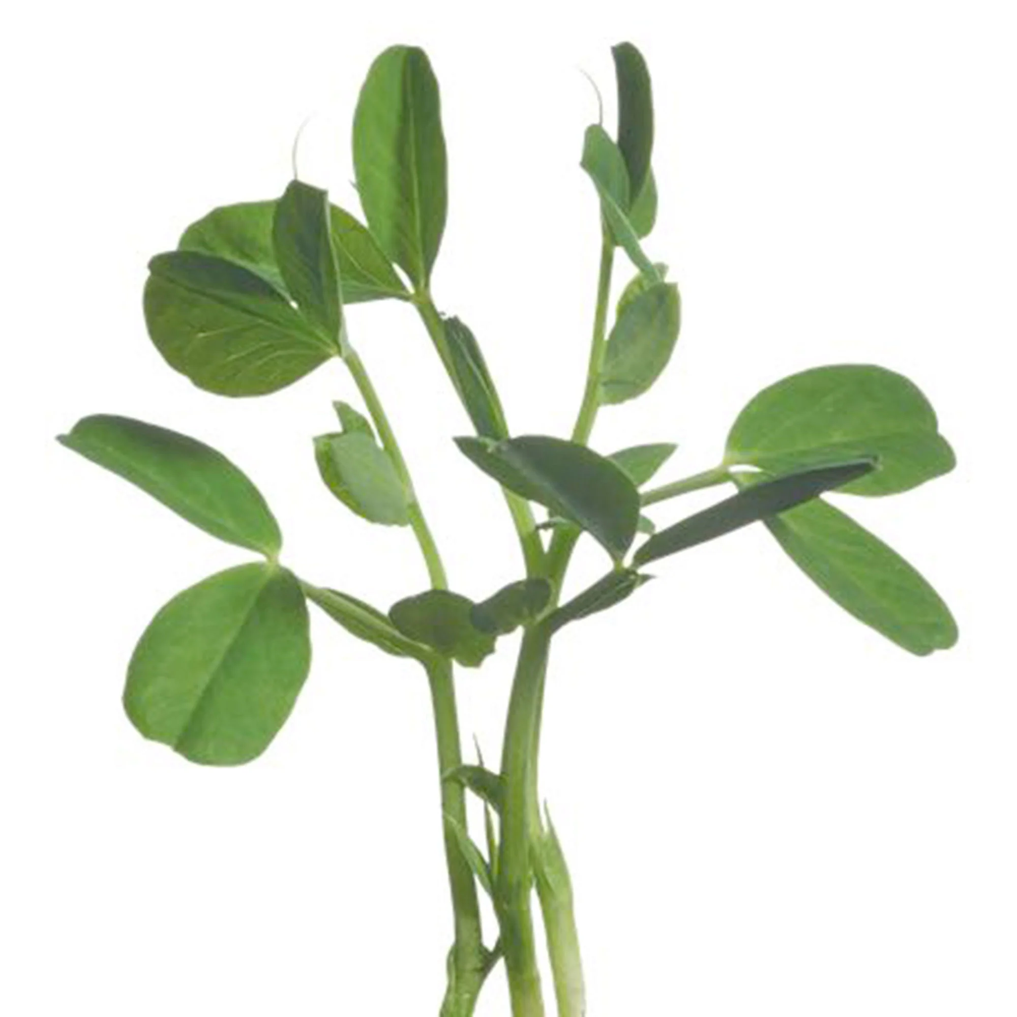 Petit pois Pisum sativum - Semences de légumes - Image 4