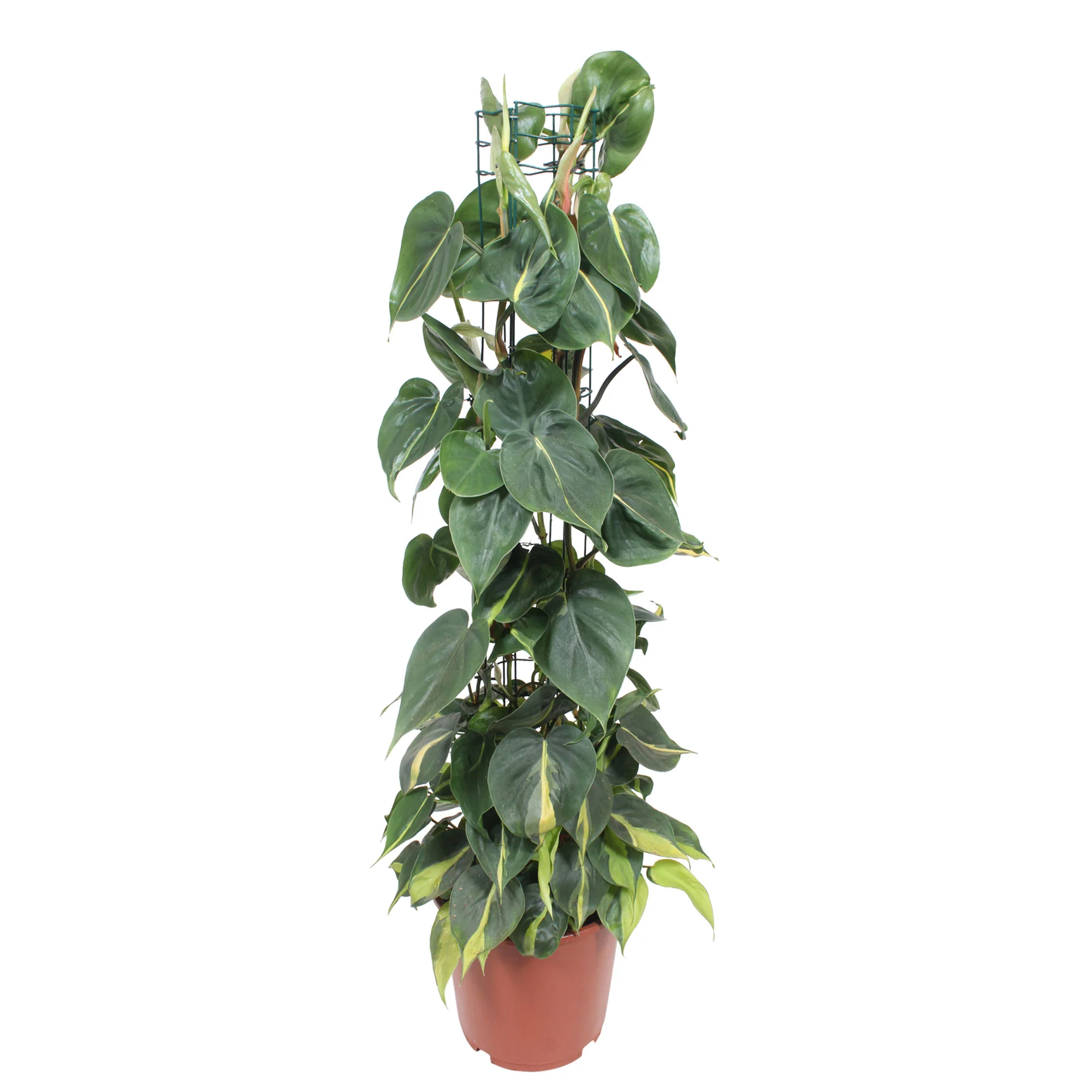 Philodendron 'Brasil' - Image 3