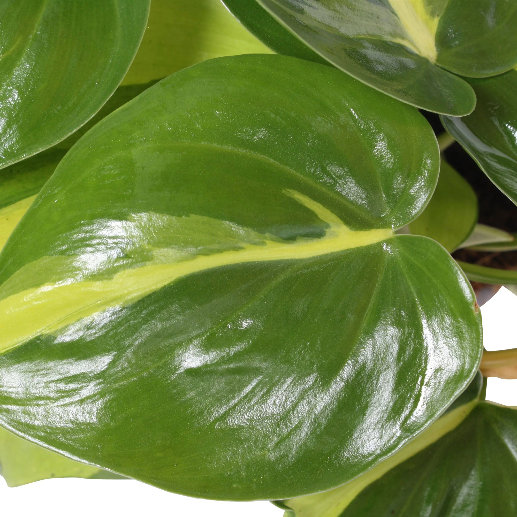Philodendron 'Brasil'  - Plante suspendue - Image 3