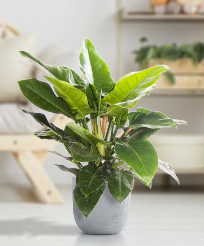 Philodendron 'Imperial Green' - Image 2