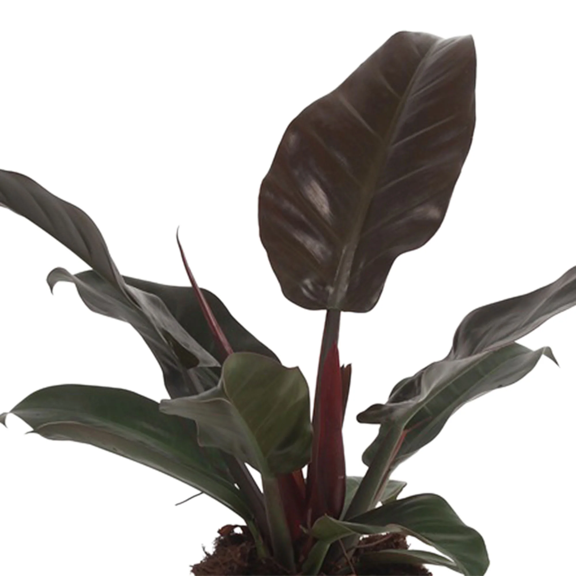Philodendron 'Imperial Red' - Image 3