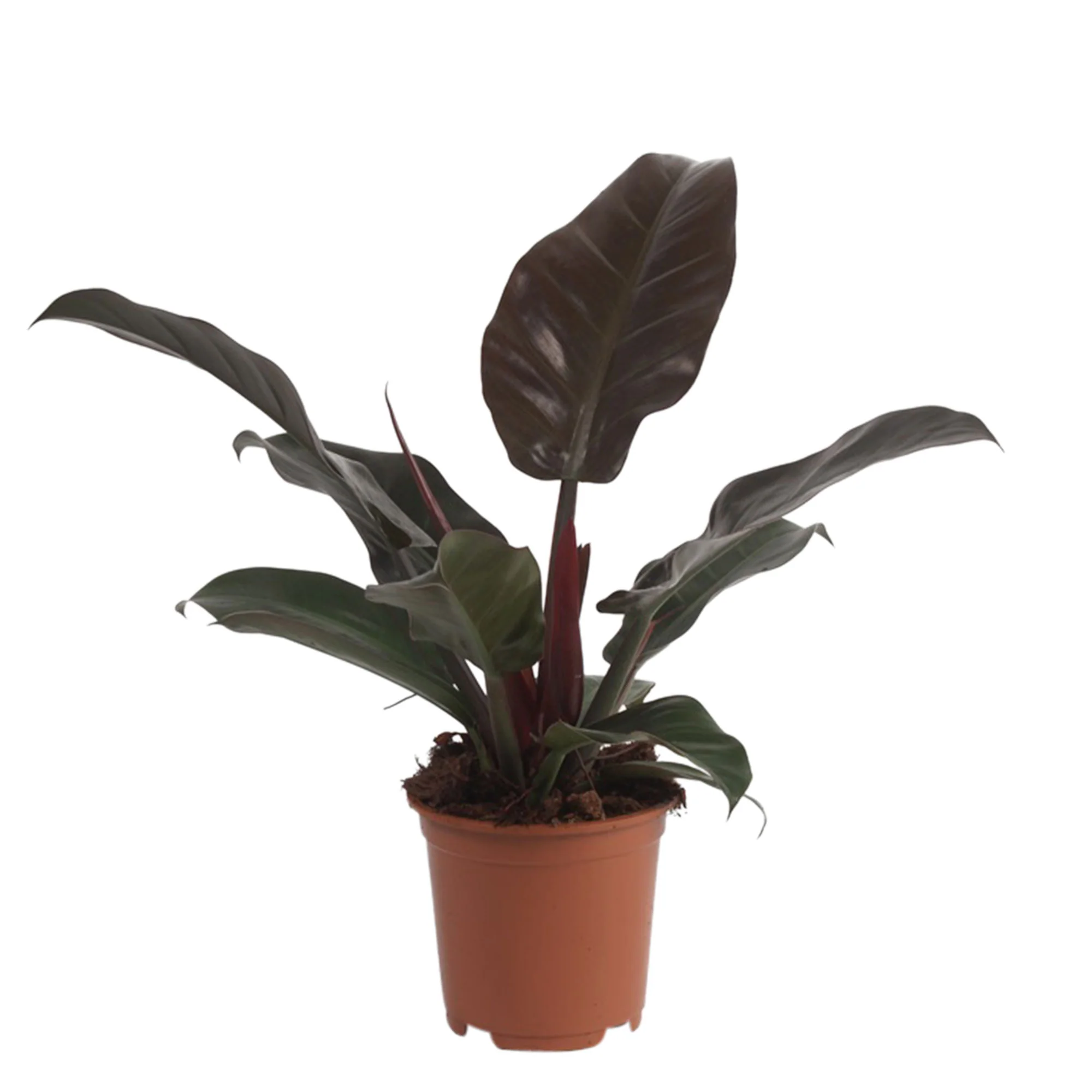Philodendron 'Imperial Red' - Image 4