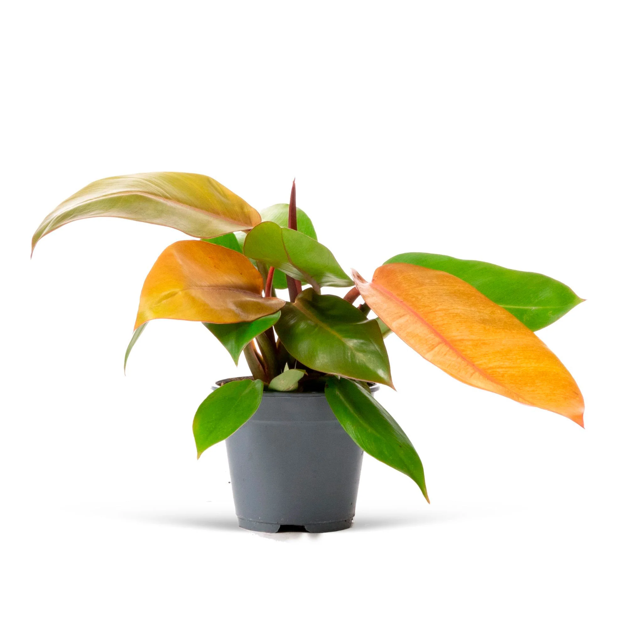 Philodendron 'Prince Of Orange' - Image 2