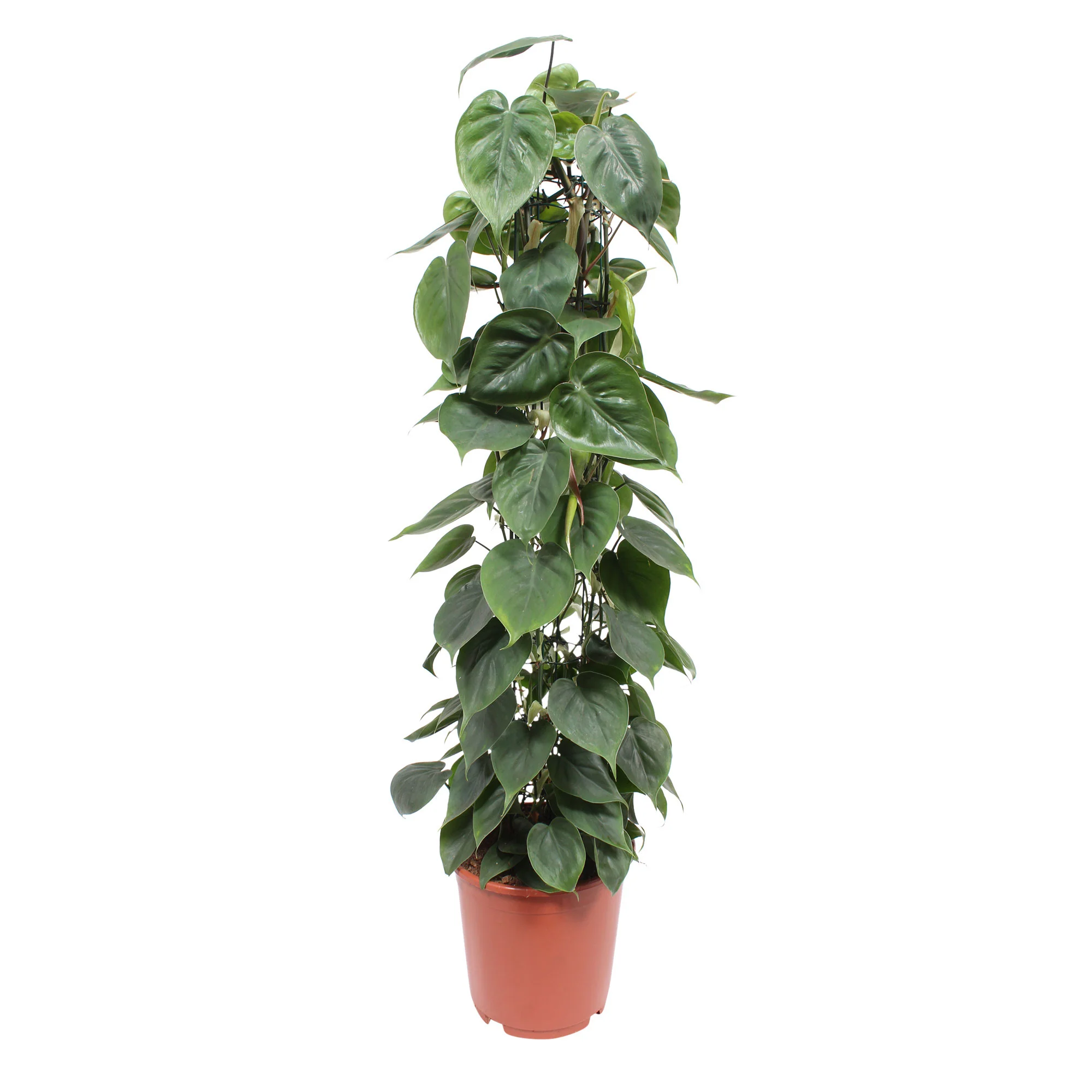 Philodendron scandens - Image 3