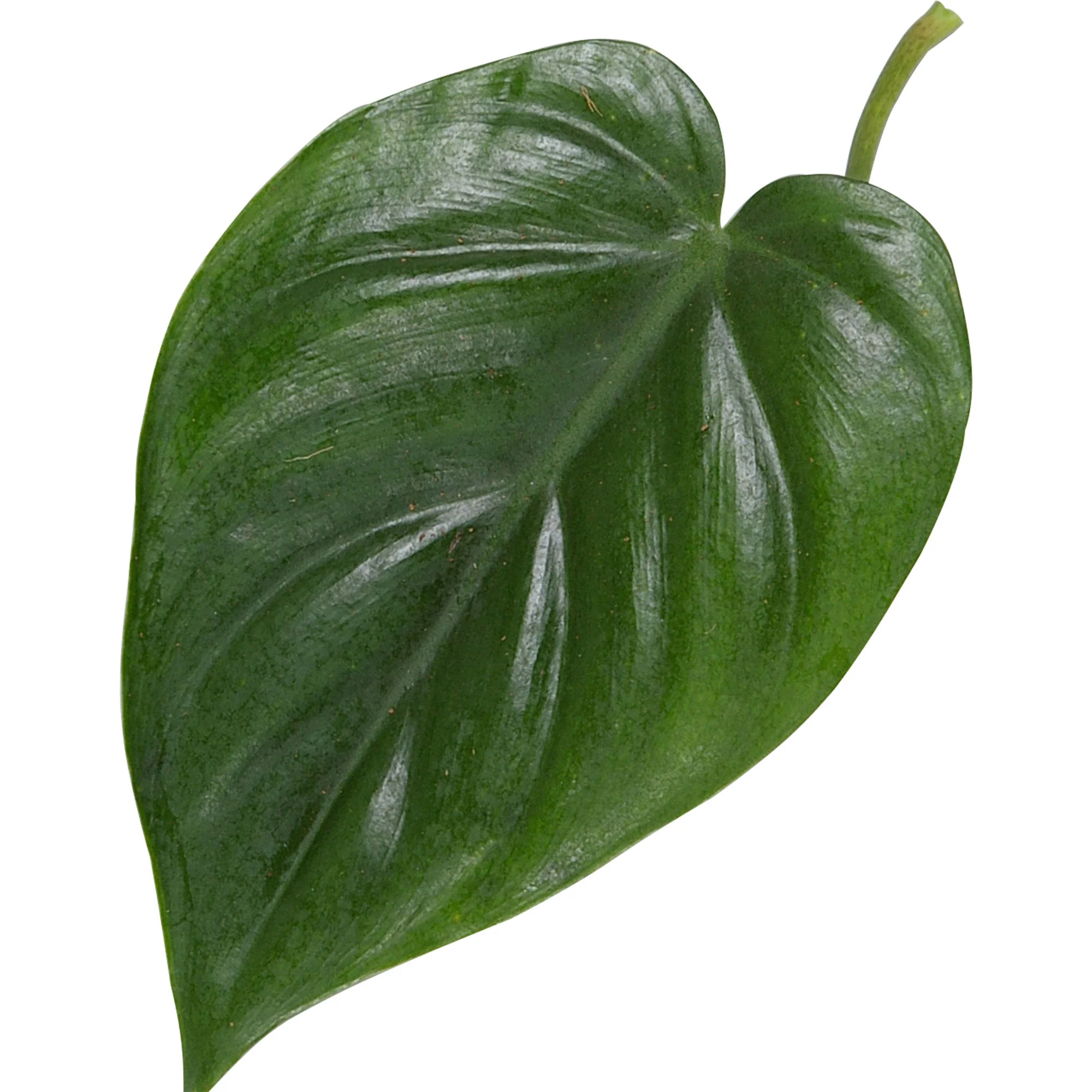 Philodendron scandens avec tige en mousse