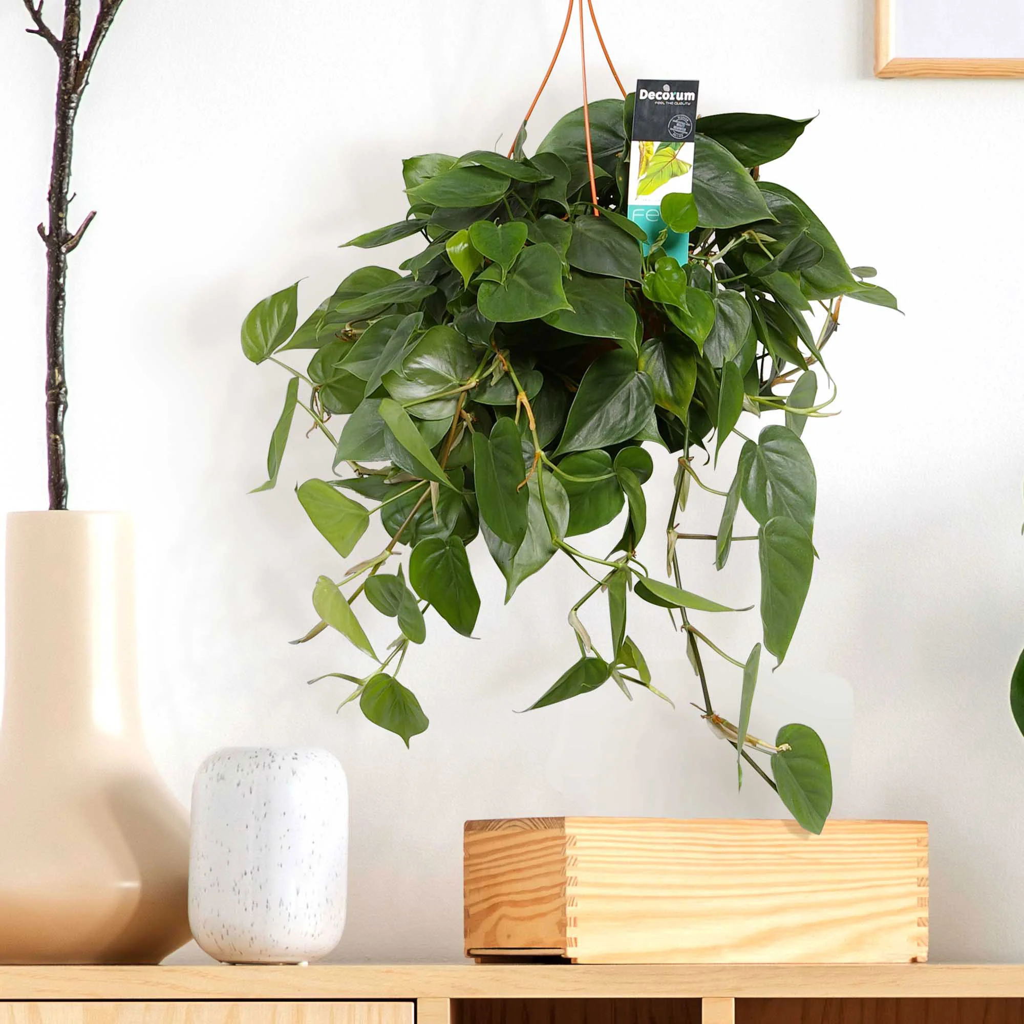 Philodendron scandens vert avec pot suspendu en plastique - Plante suspendue - Image 2