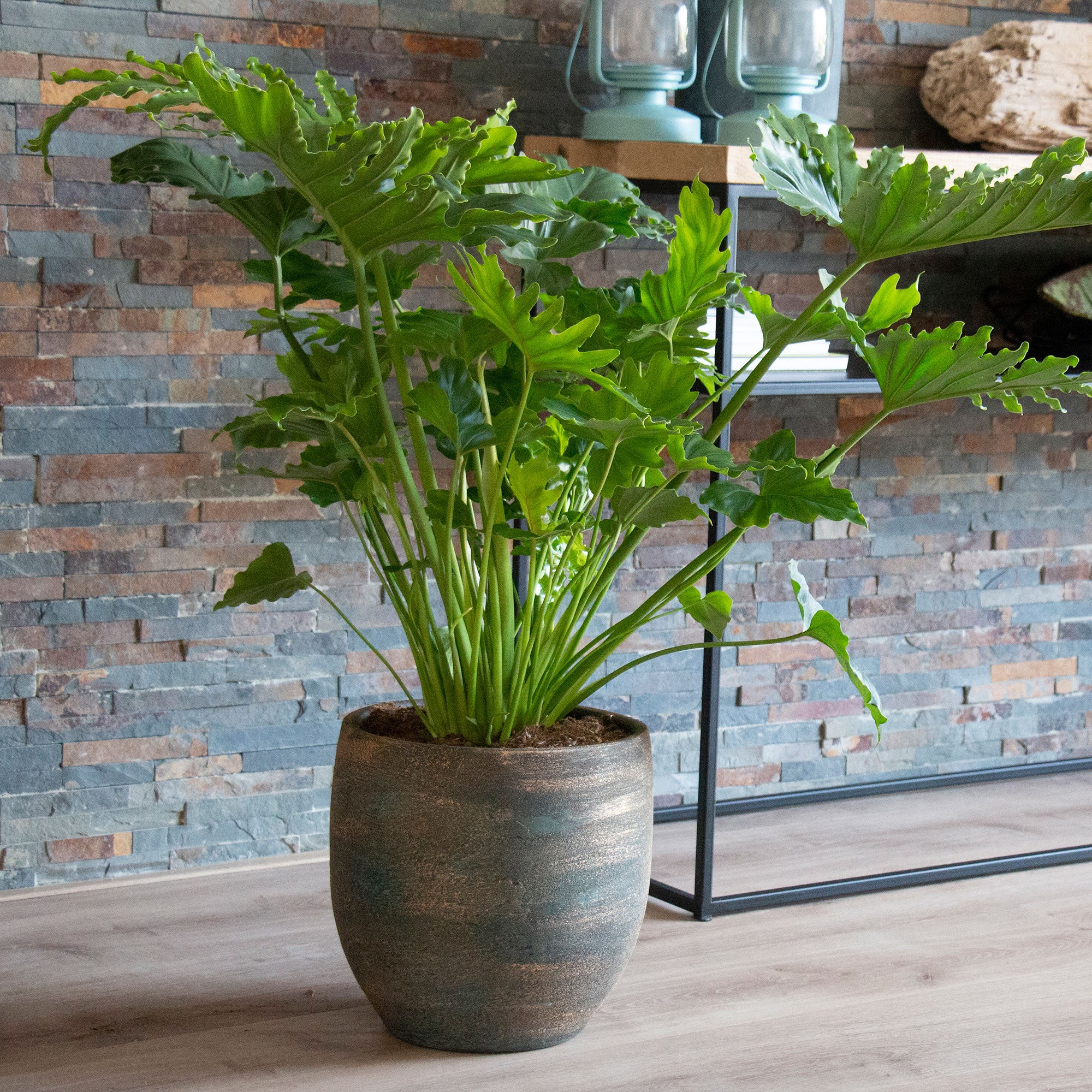 Philodendron 'Shangri La' - Image 2