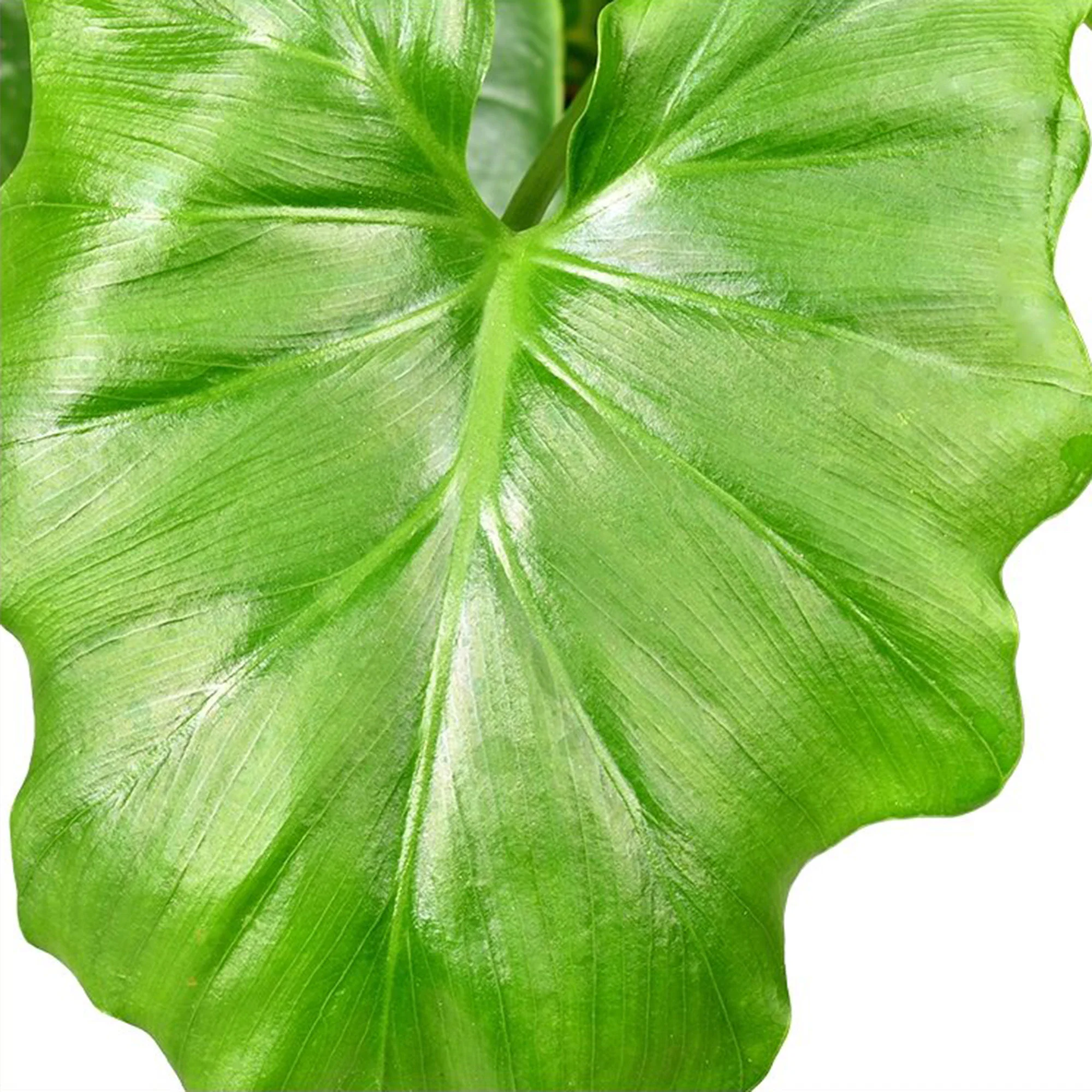 Philodendron 'Shangri La' - Image 3