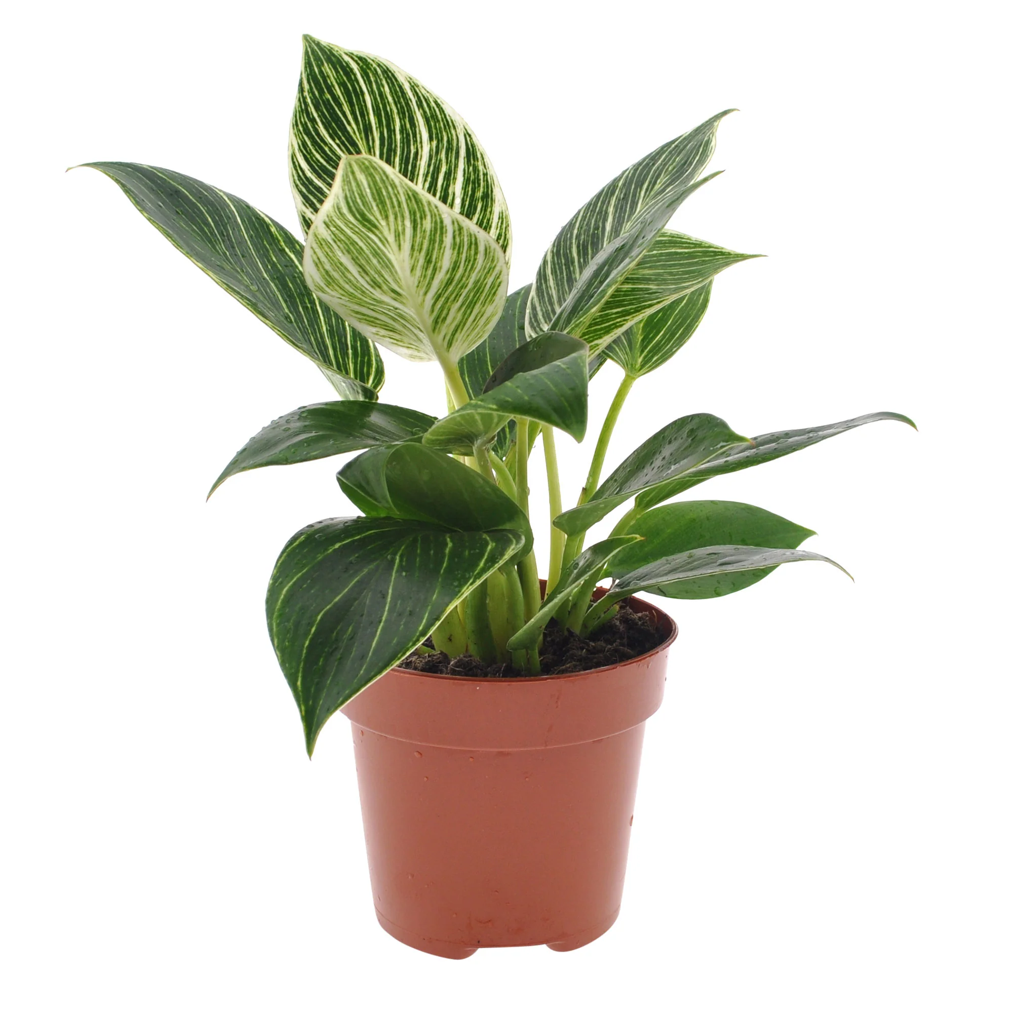Philodendron 'White Wave' - Image 3