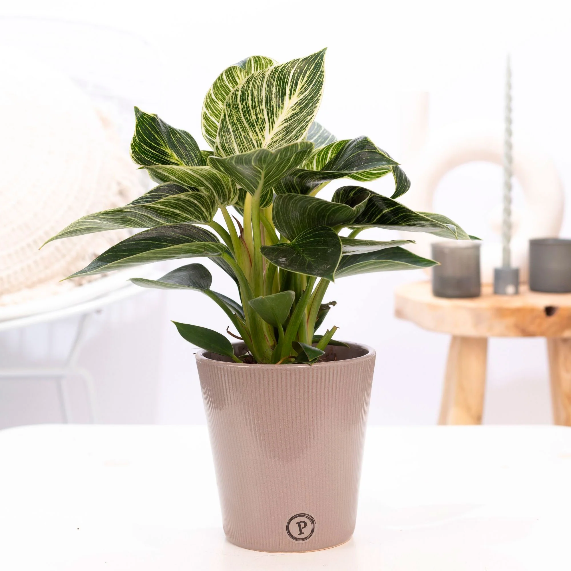 Philodendron white wave multicolore avec cache-pot marron - Image 2
