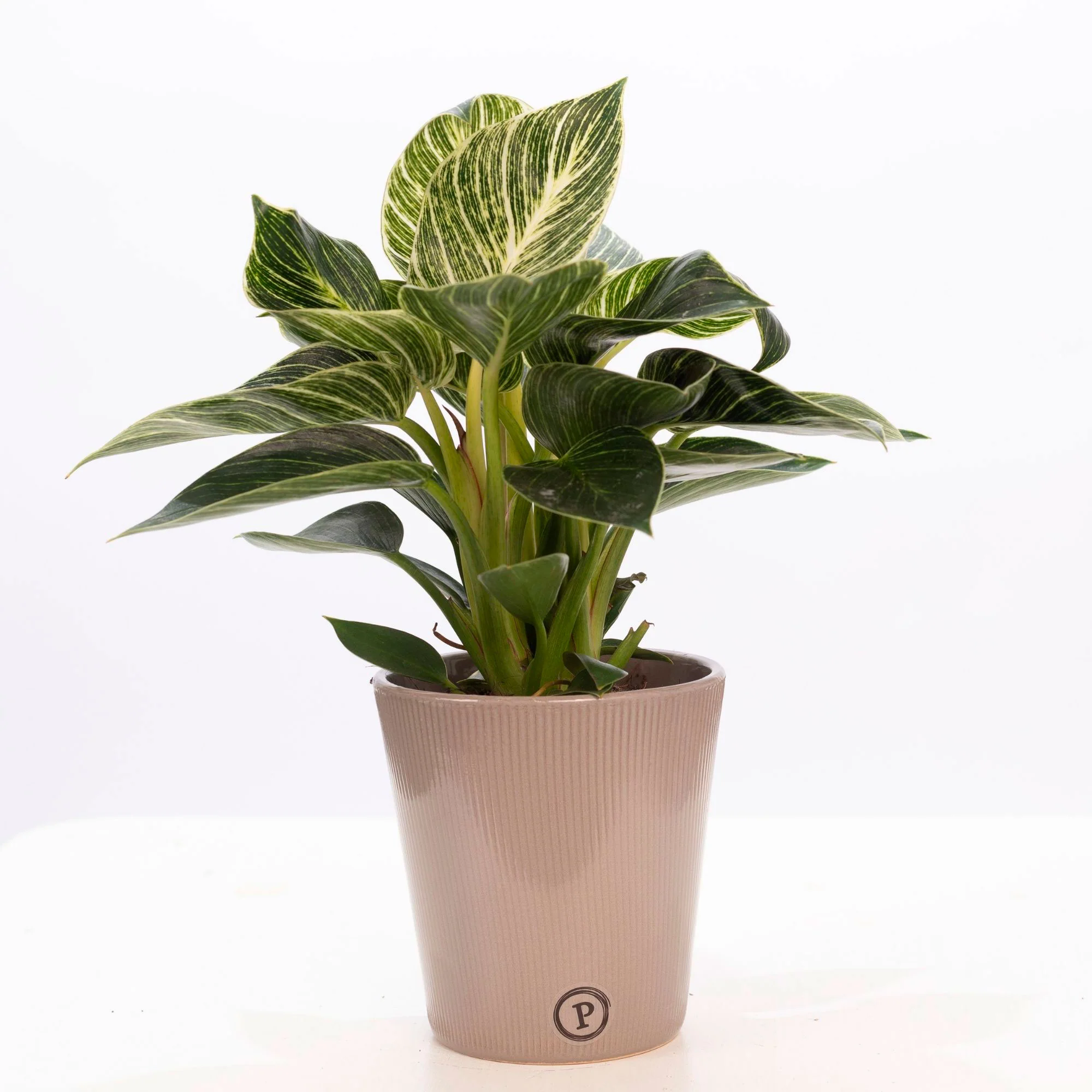 Philodendron white wave multicolore avec cache-pot marron - Image 3