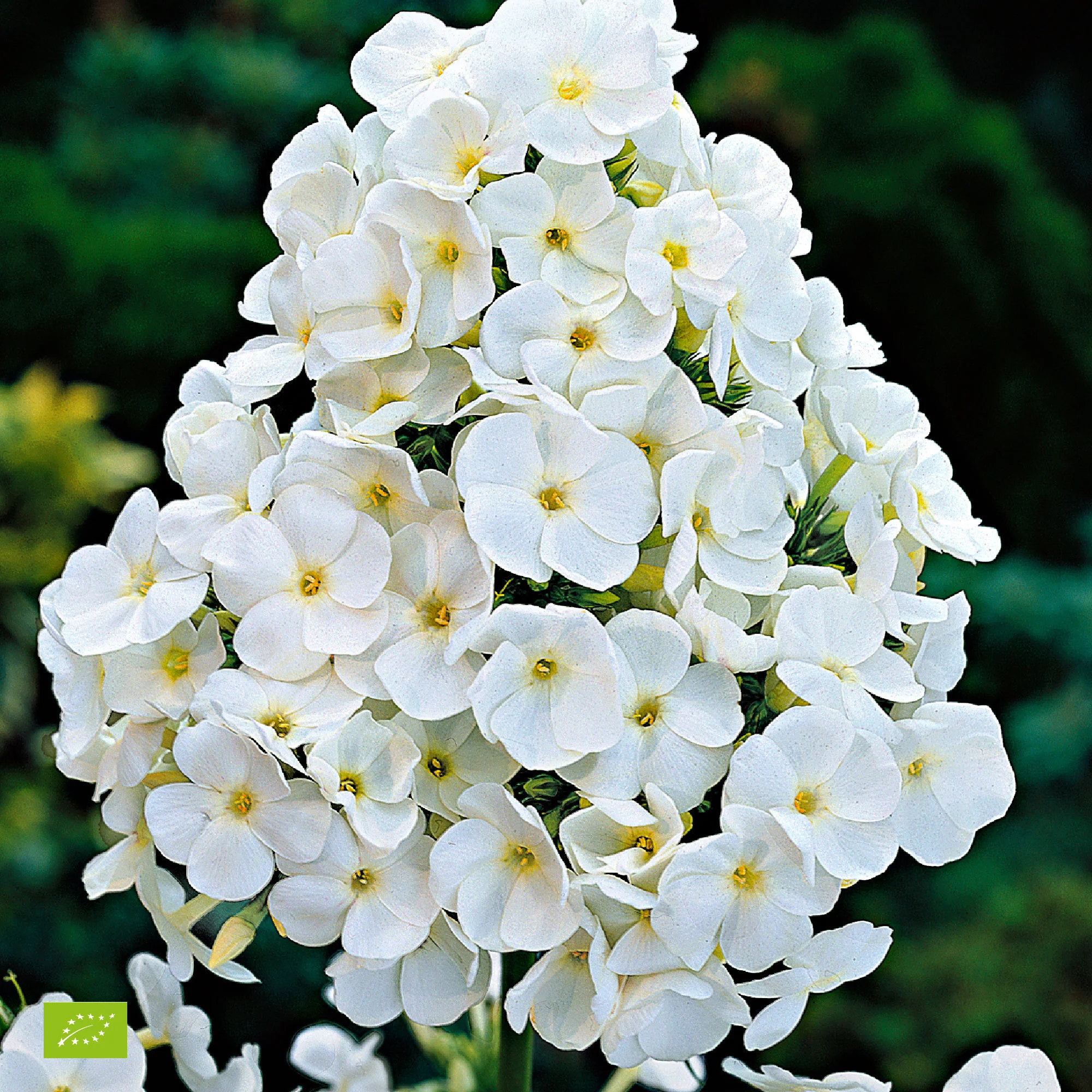 Phlox Phlox 'White Admiral' - Biologique blanc - Image 4