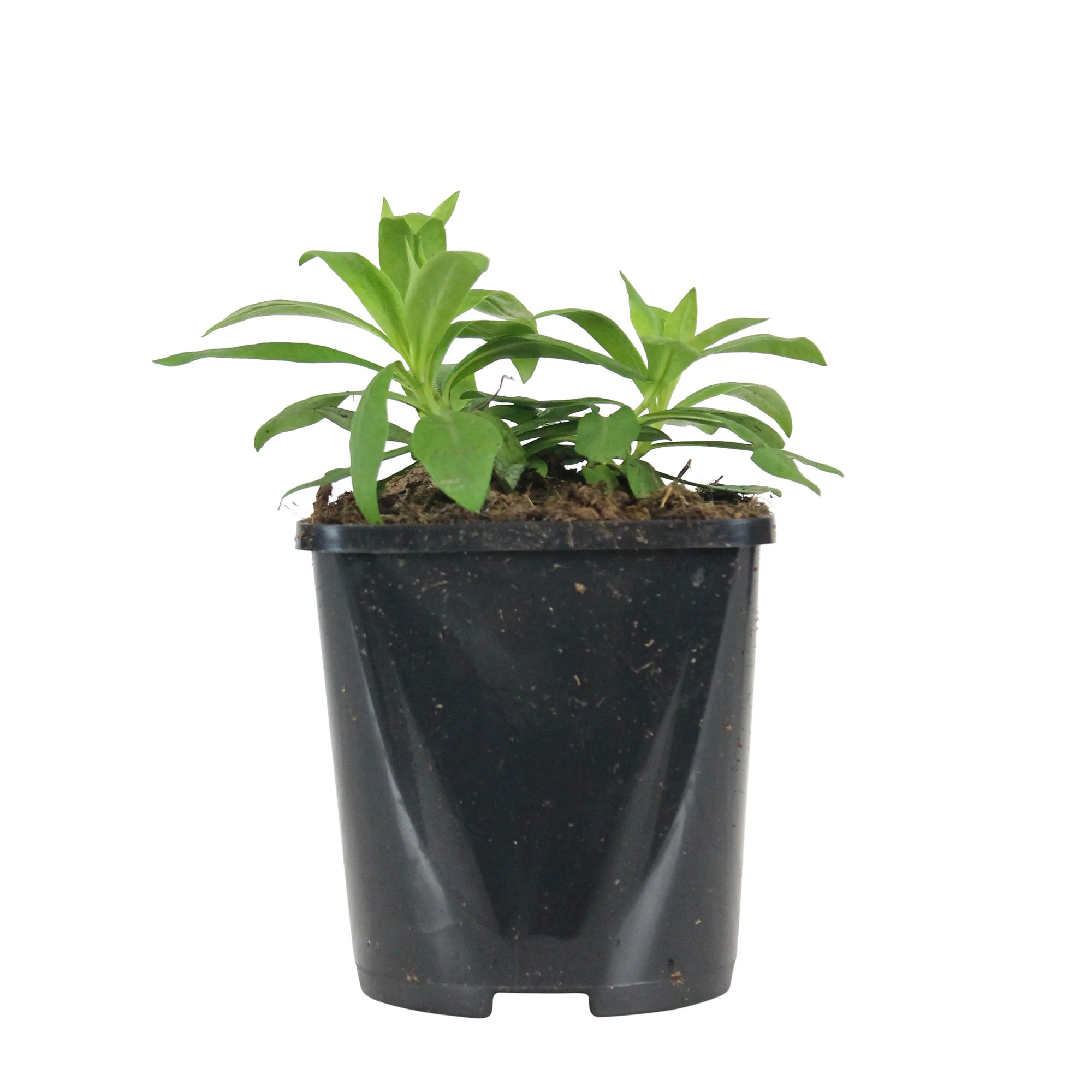 Phlox Phlox 'White Admiral' - Biologique blanc - Image 7