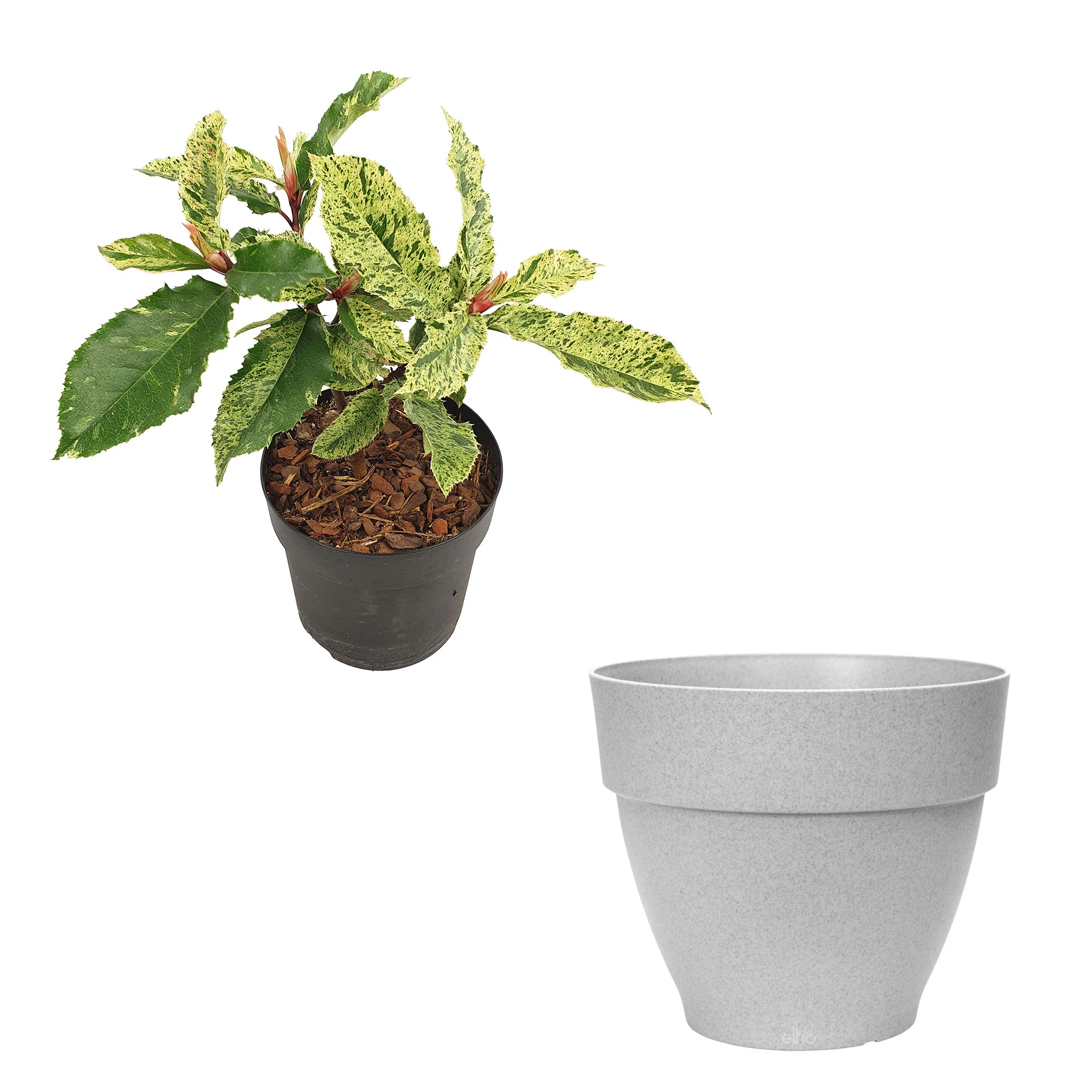 Photinia Photinia serratifolia 'Pink Crispy' incl. Pot Elho Vibia campana gris - Image 2