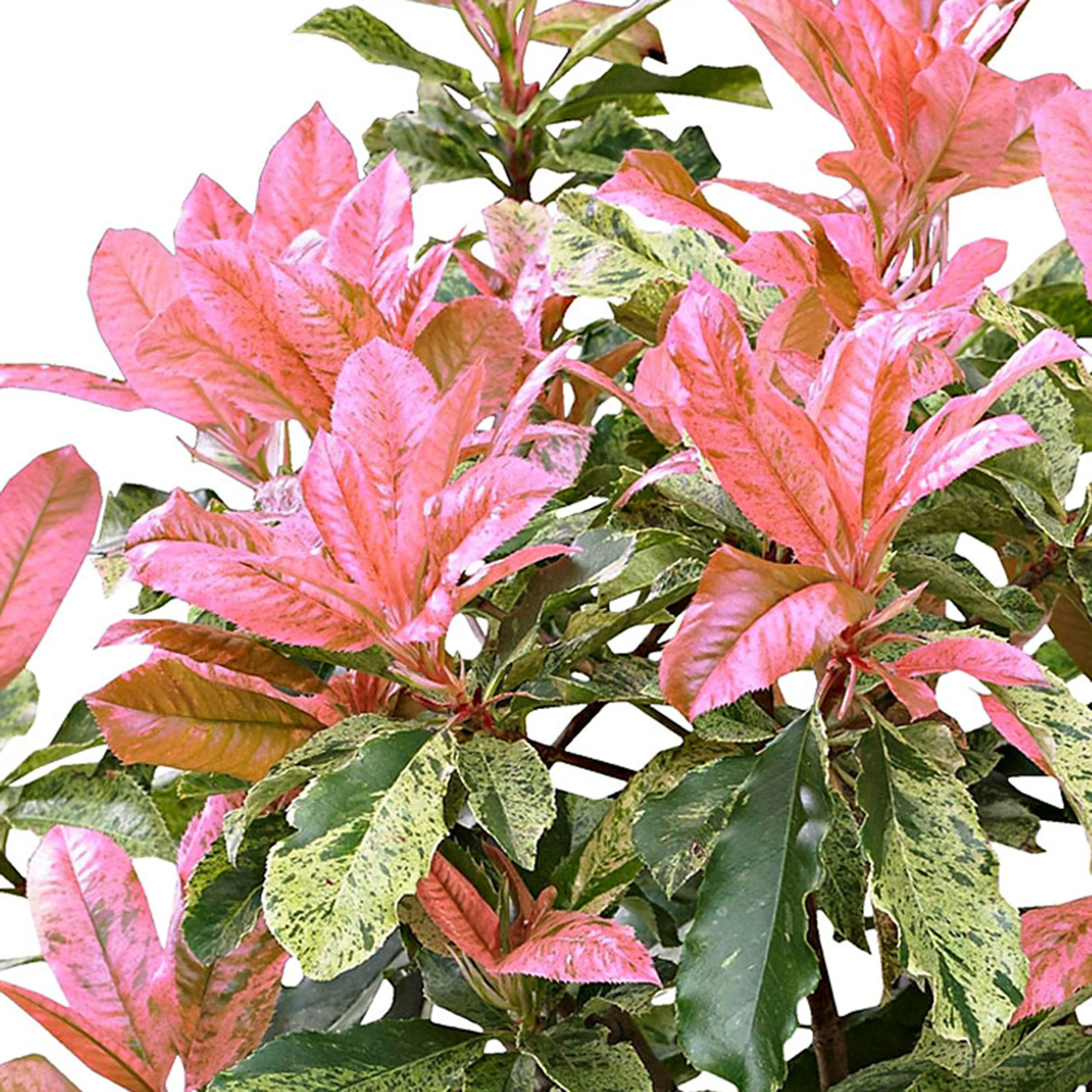 Photinia Photinia serratifolia 'Pink Crispy' incl. Pot Elho Vibia campana gris - Image 3