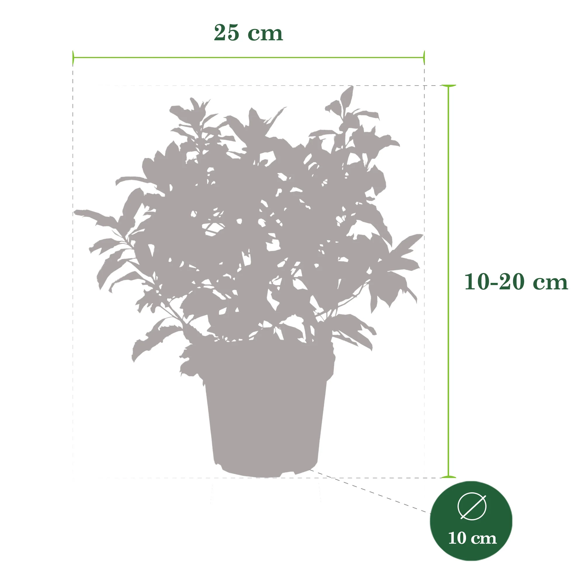Photinia Photinia serratifolia 'Pink Crispy' incl. Pot Elho Vibia campana gris - Image 5