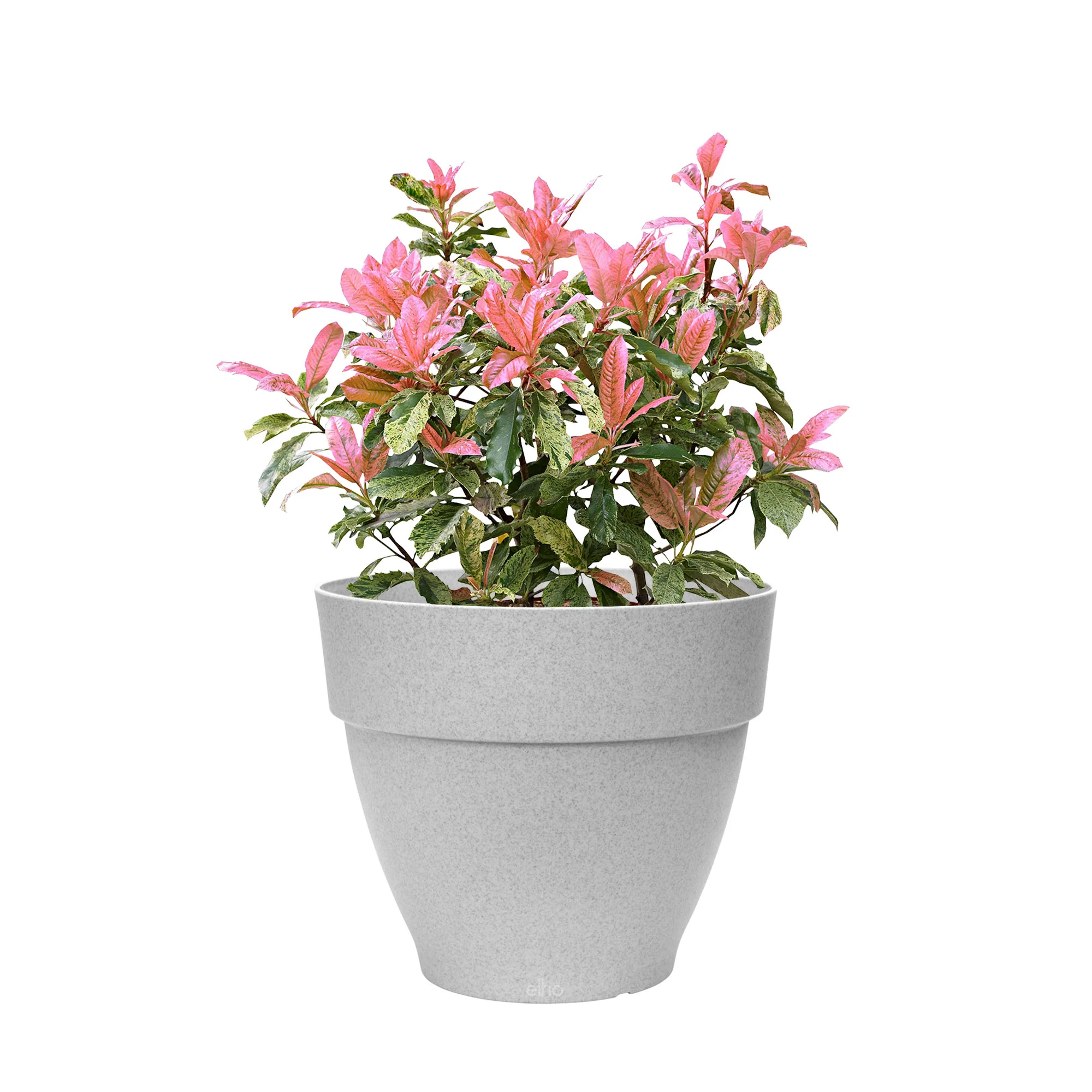 Photinia Photinia serratifolia 'Pink Crispy' incl. Pot Elho Vibia campana gris - Image 6
