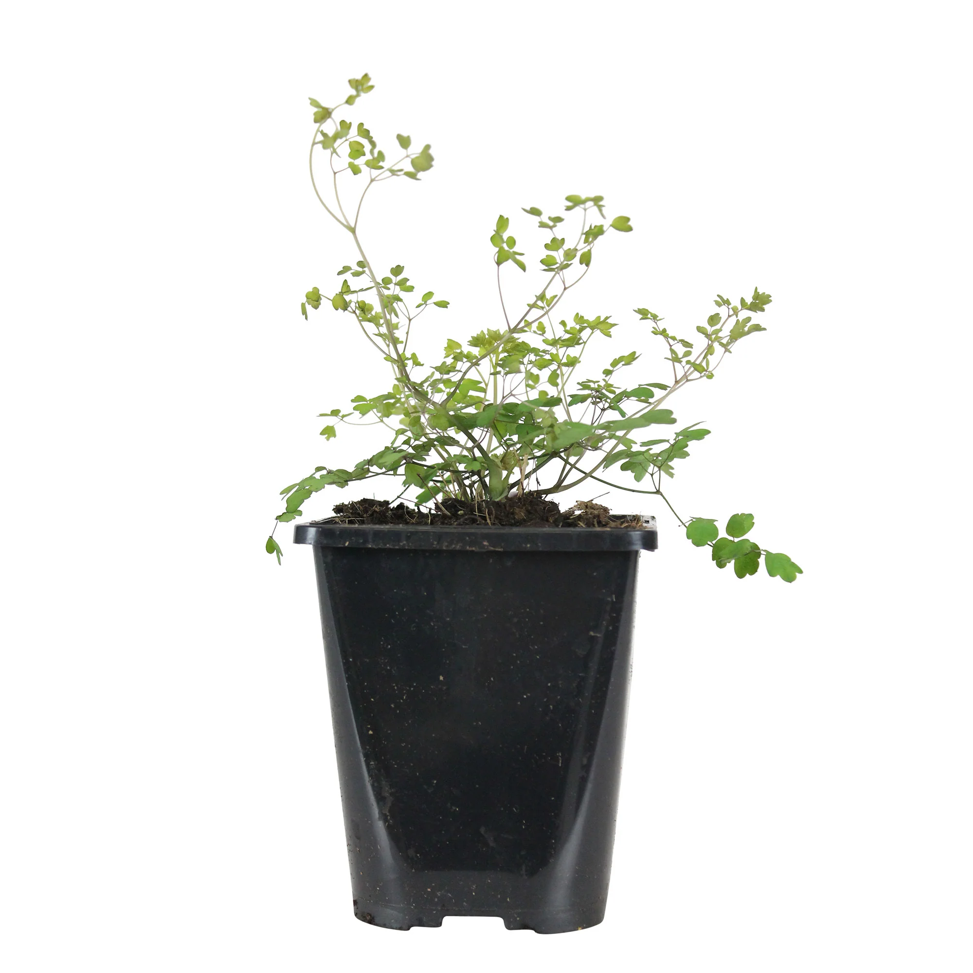 Pigamon de Delavay Thalictrum delavayi - Biologique rose - Image 4