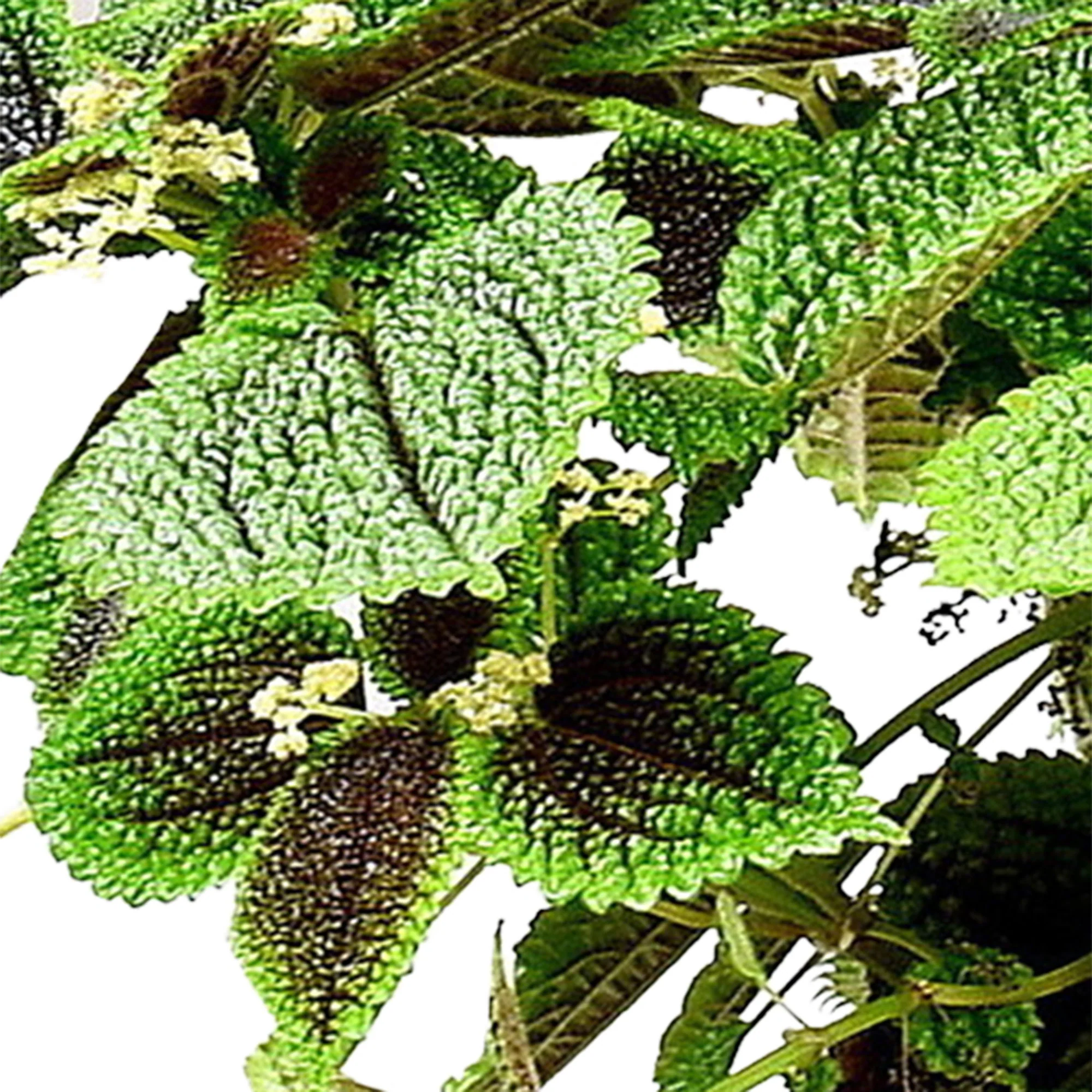 Pilea 'Moonvalley' - Image 2
