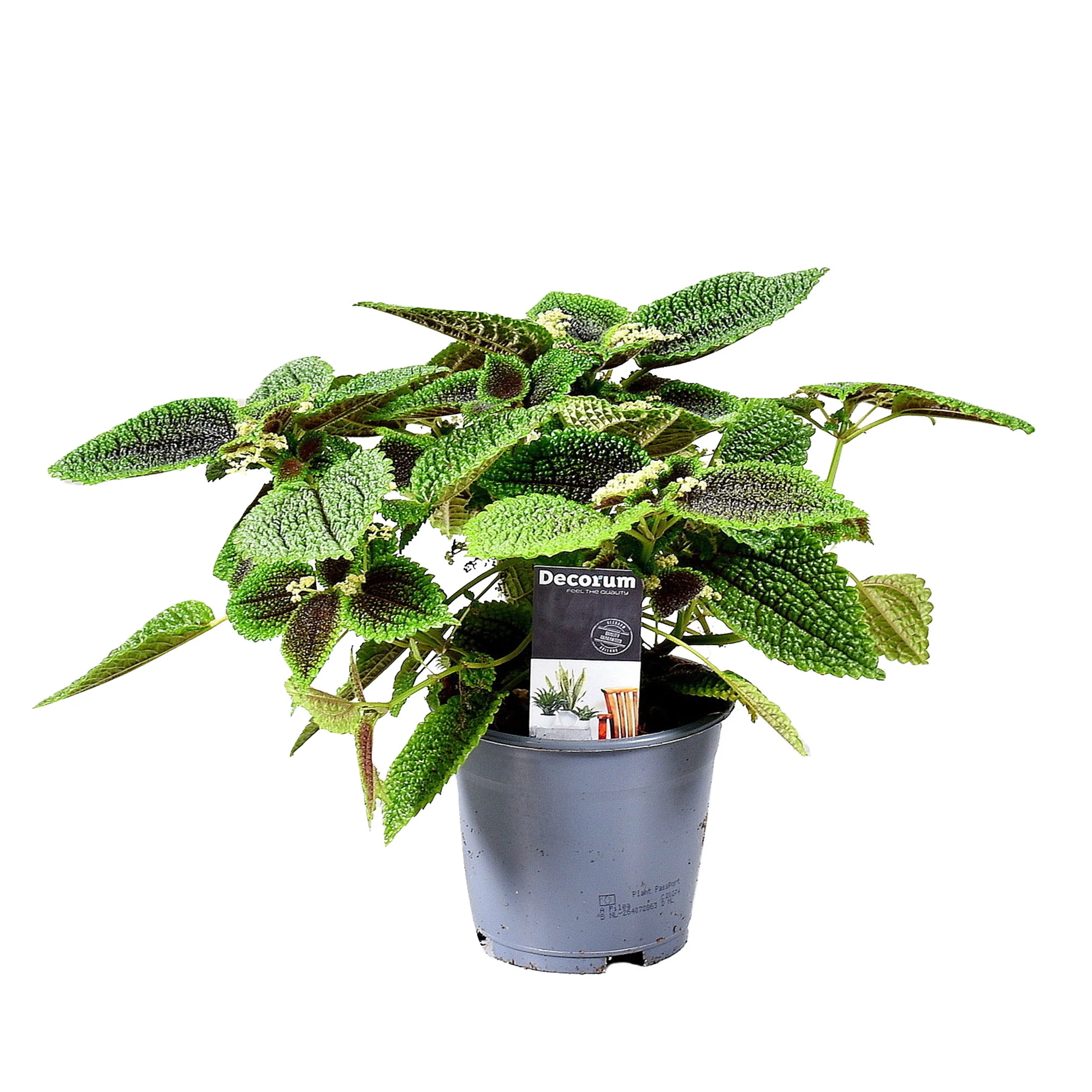 Pilea 'Moonvalley' - Image 3