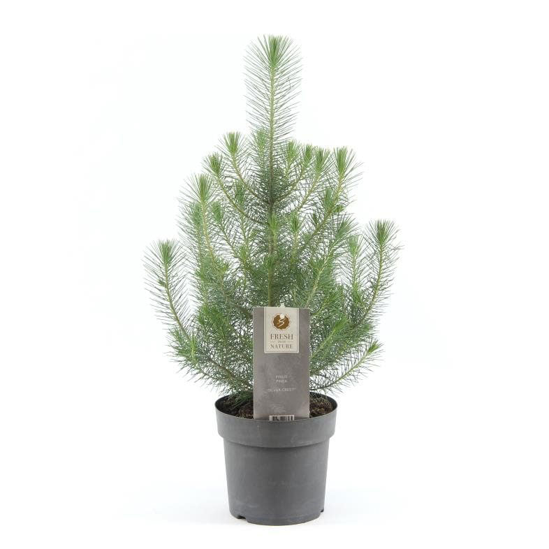Pinus pinea 'Silver Crest' - Mini sapin de Noël