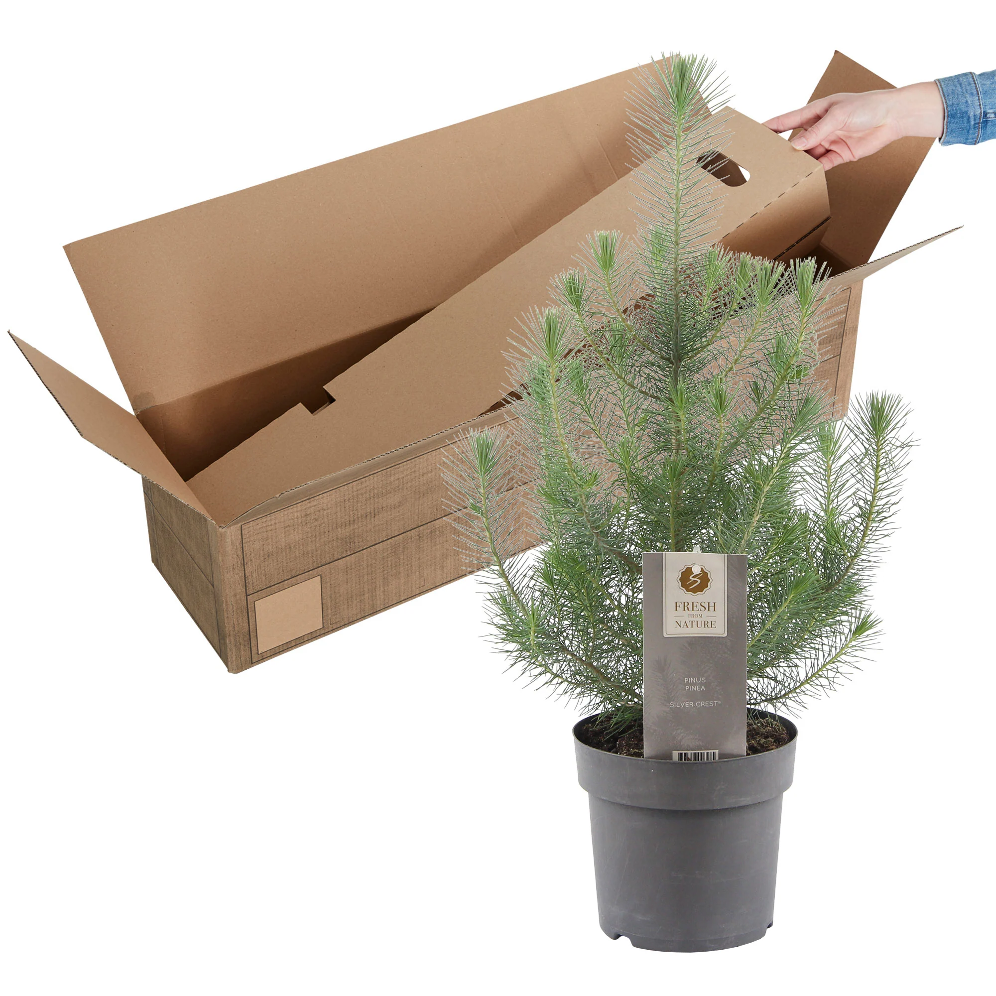 Pinus pinea 'Silver Crest' - Mini sapin de Noël - Image 7