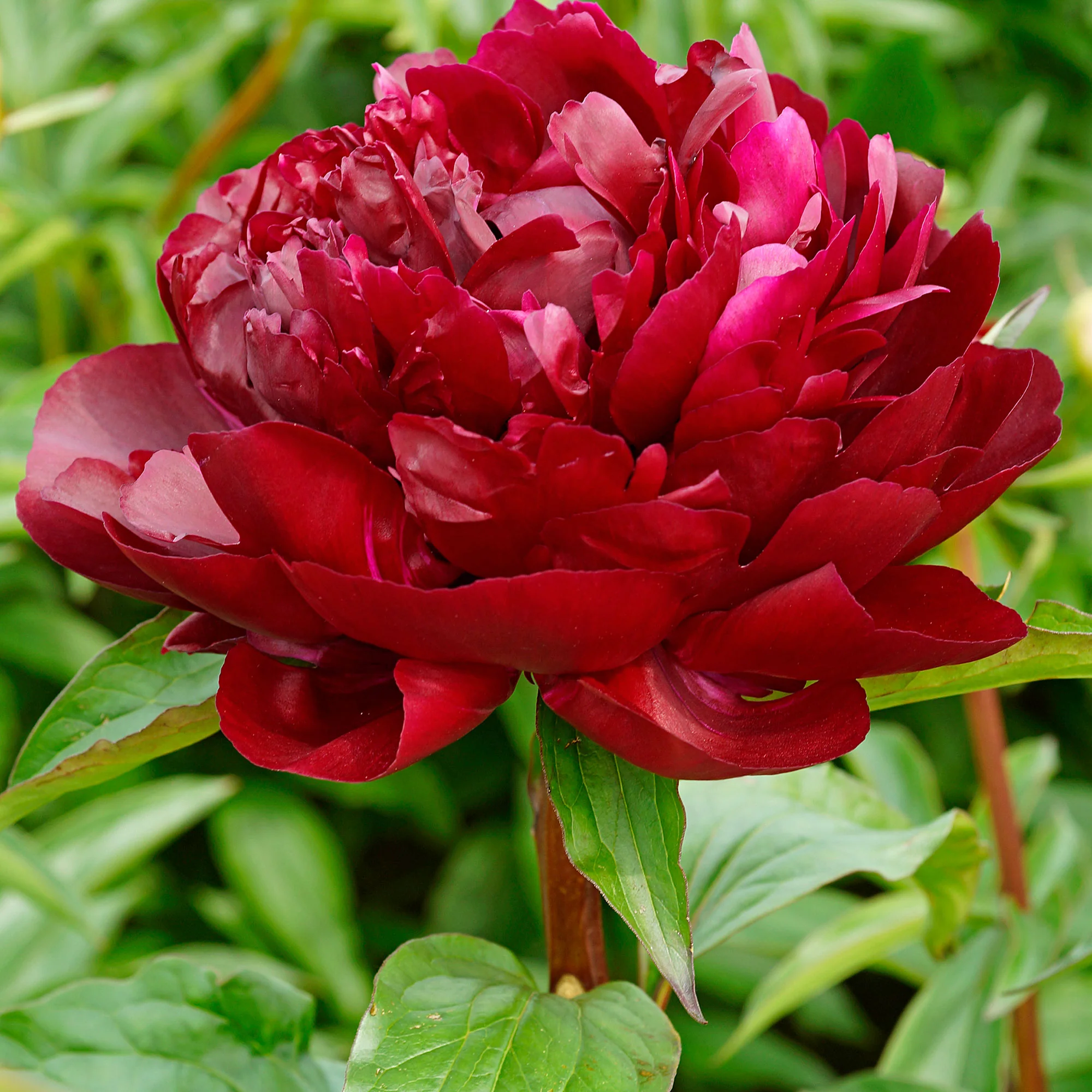 Pivoine Paeonia 'Armani' rouge - Plants à racines nues