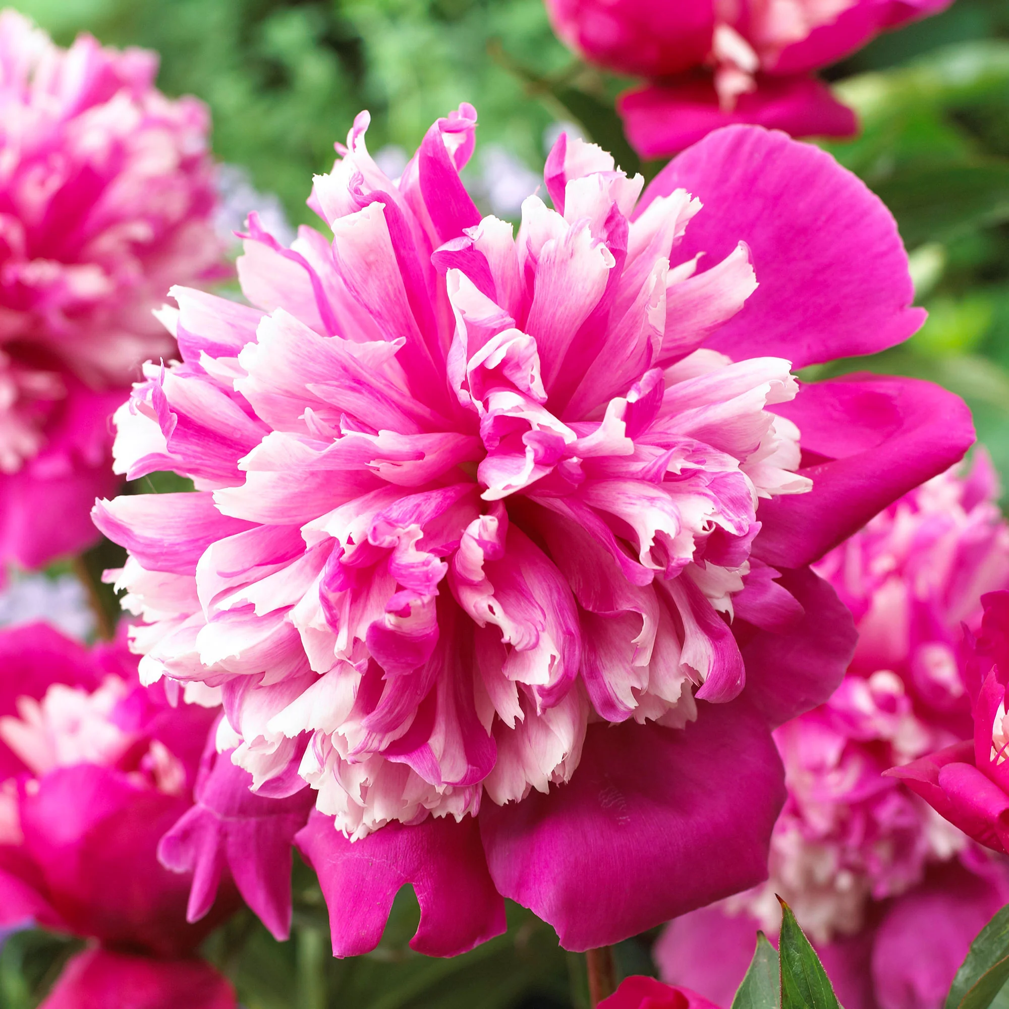 Pivoine Paeonia 'Celebrity' violet-rose - Plants à racines nues - Image 2