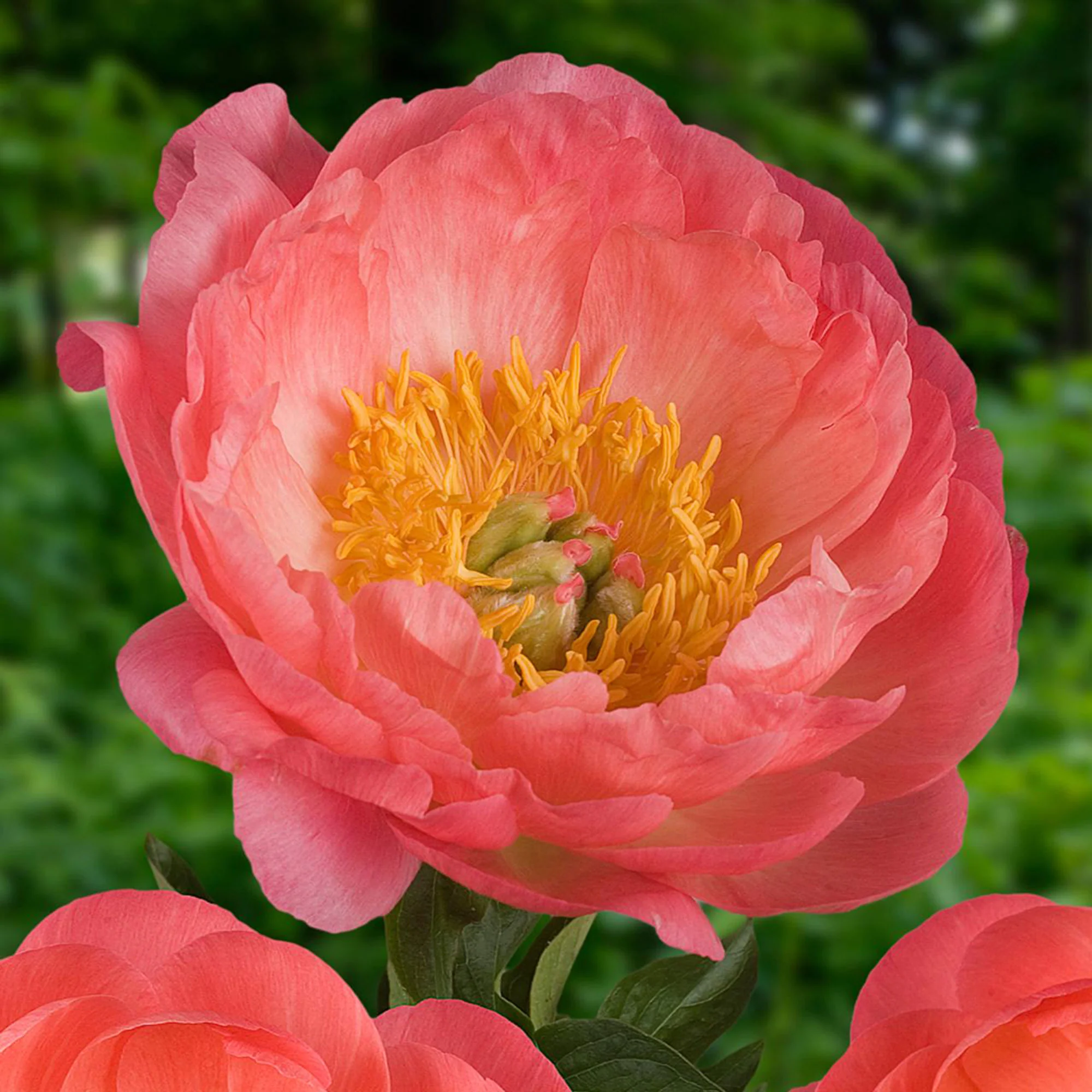 Pivoine Paeonia 'Coral Sunset' - Biologique saumon - Image 3