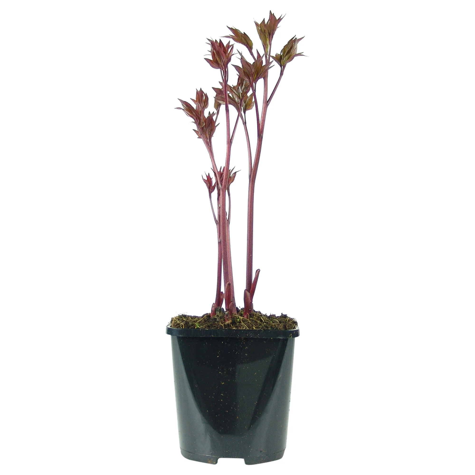 Pivoine Paeonia 'Coral Sunset' - Biologique saumon - Image 4