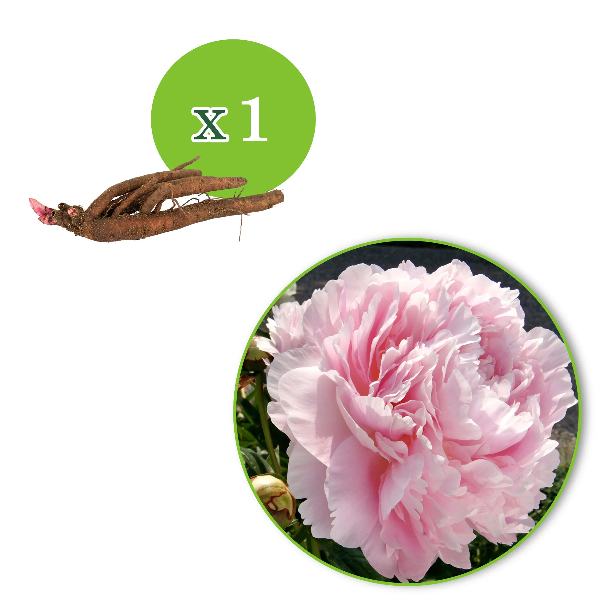 Pivoine Paeonia 'Dinner Plate' rose - Plants à racines nues - Image 8
