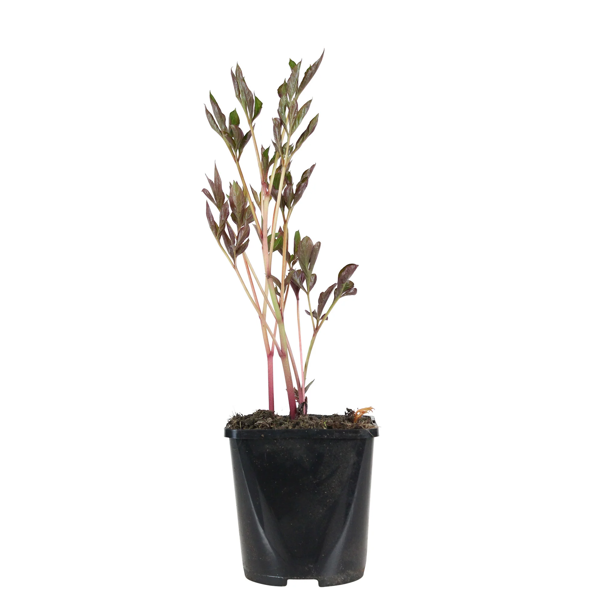 Pivoine Paeonia 'Duchesse de Nemours' - Biologique blanc - Image 3
