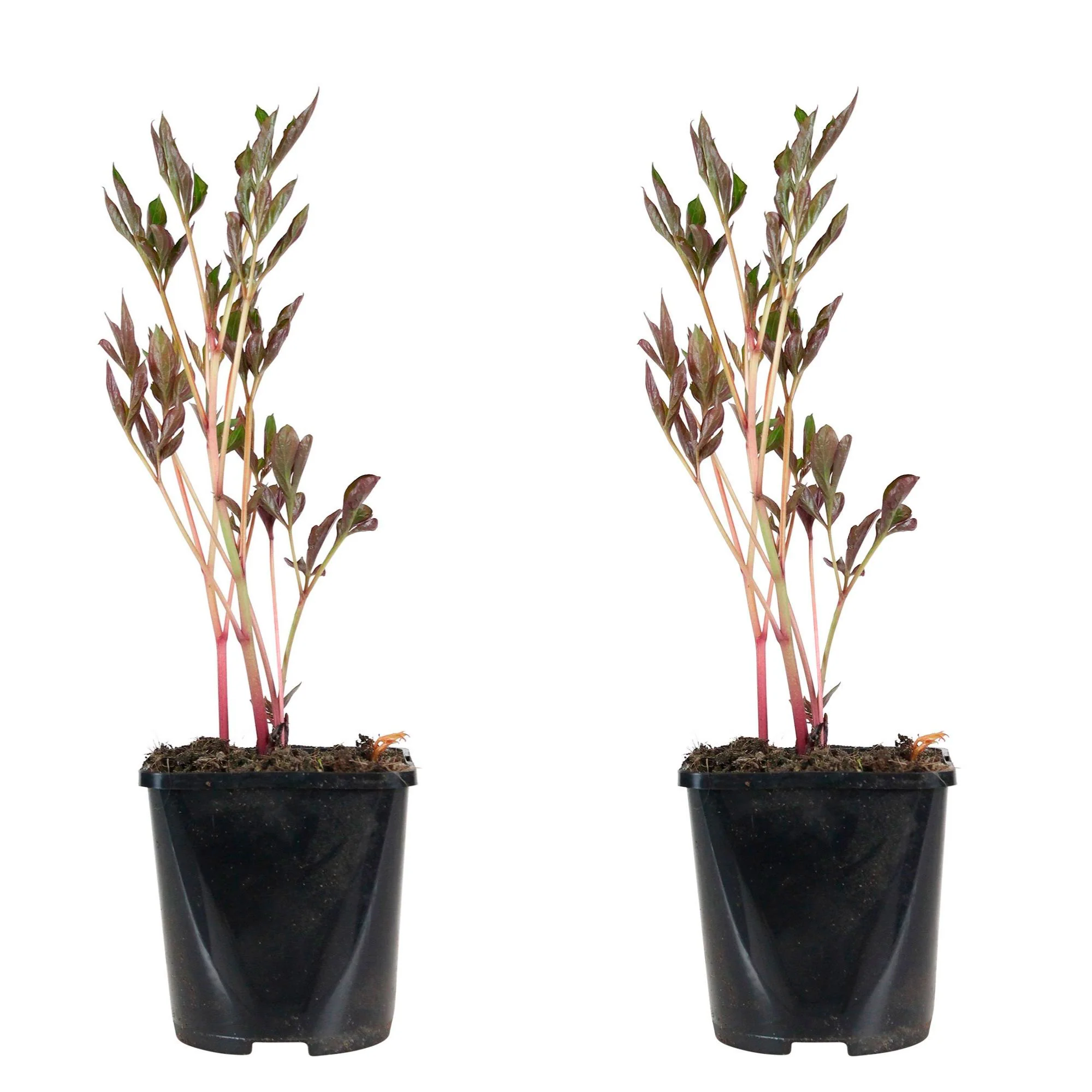 Pivoine Paeonia 'Duchesse de Nemours' - Biologique blanc - Image 4