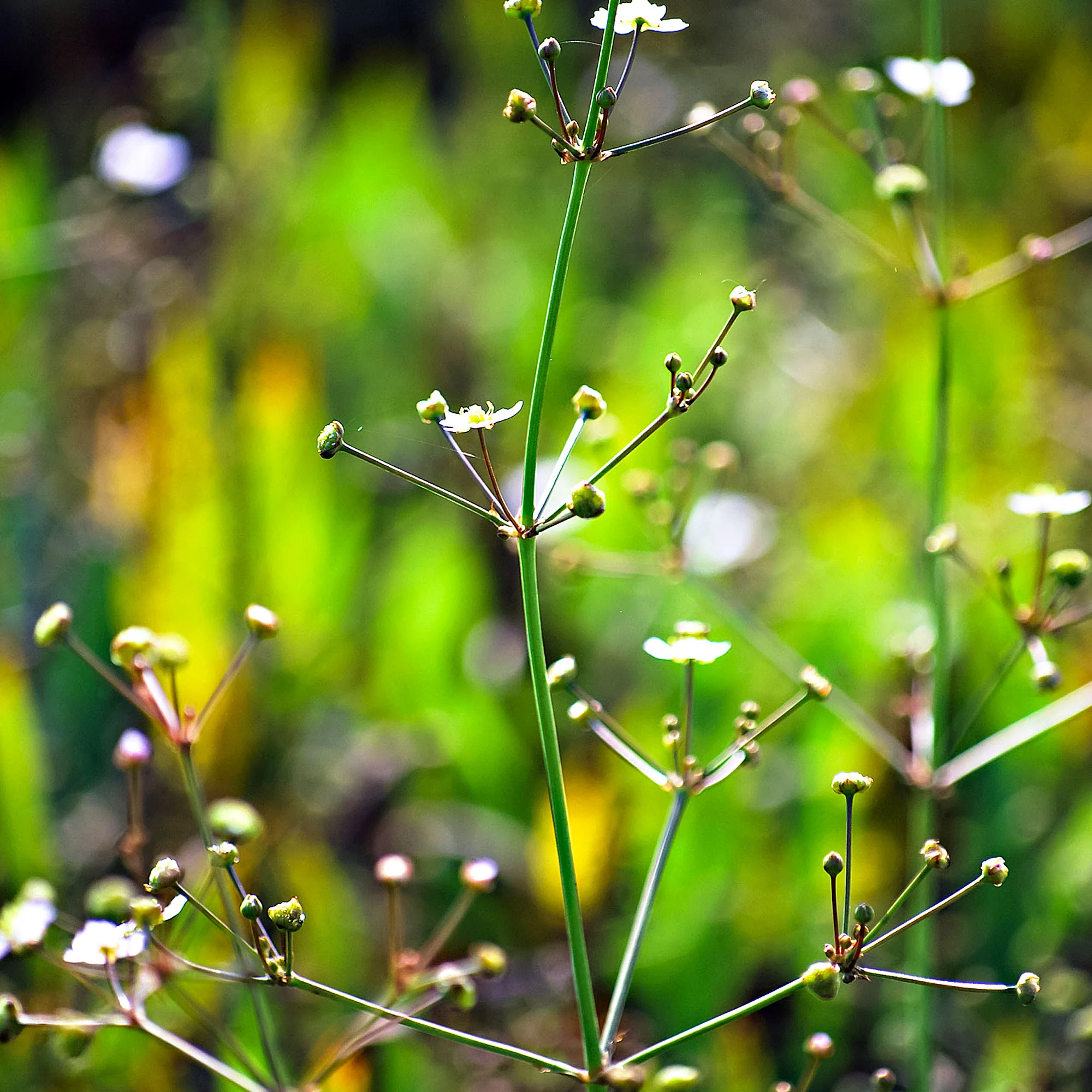 Plantain d'eau Alisma plantago-aquatica blanc - Plante des marais, Plante de berge - Image 3