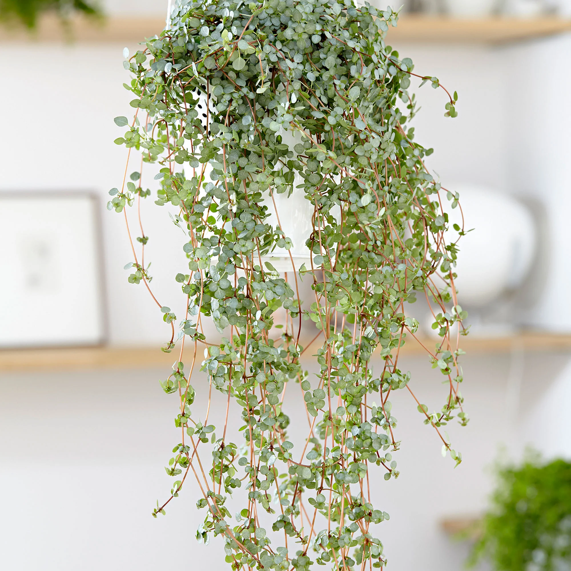 Plante à monnaie chinoise Pilea glaucophylla avec pot suspendu en plastique  - Plante suspendue - Image 2