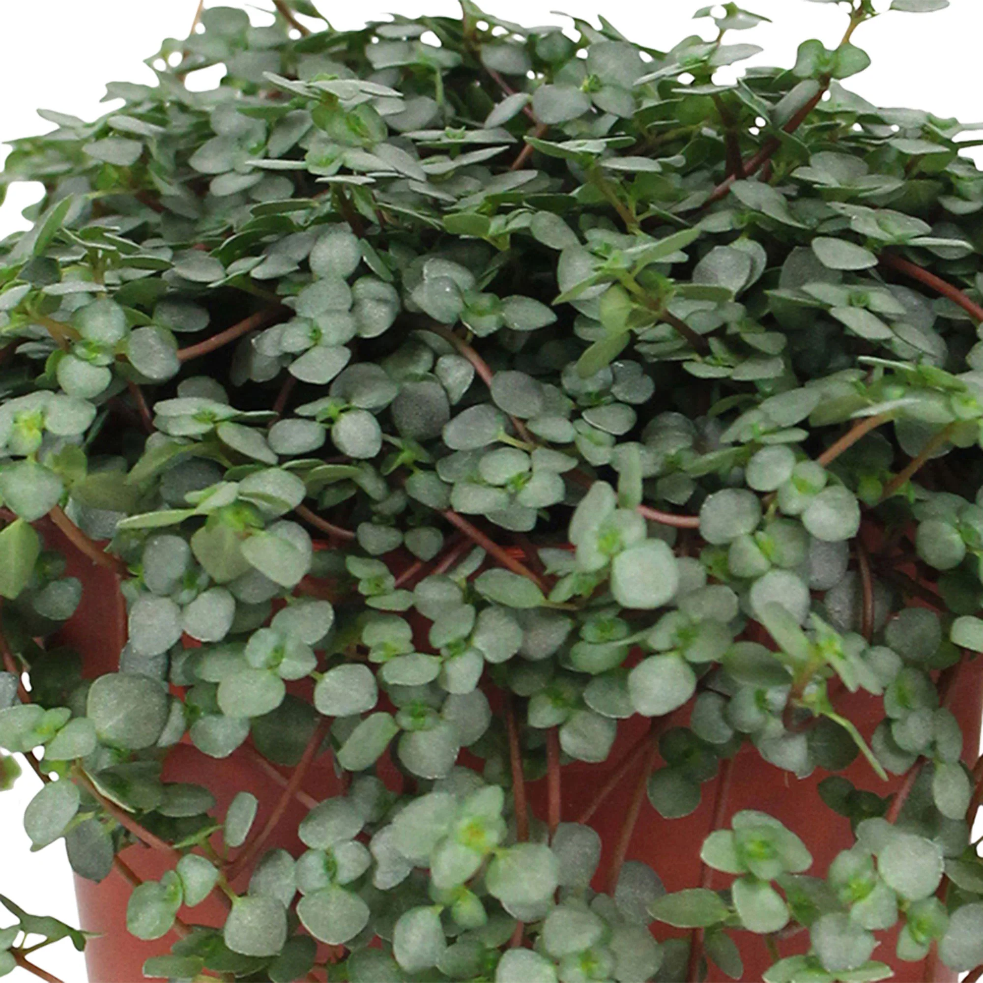 Plante à monnaie chinoise Pilea glaucophylla avec pot suspendu en plastique  - Plante suspendue - Image 3