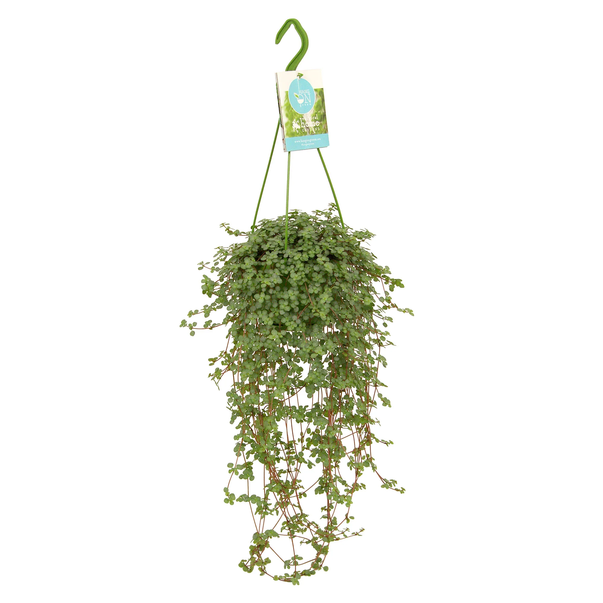 Plante à monnaie chinoise Pilea glaucophylla avec pot suspendu en plastique  - Plante suspendue - Image 4