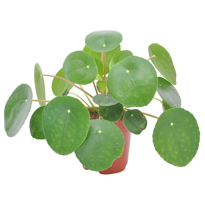 Plante à monnaie chinoise Pilea peperomioides - Image 5