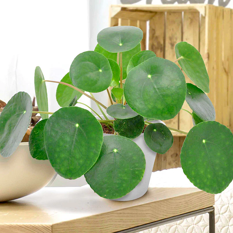 Plante à monnaie chinoise Pilea peperomioides avec pot décoratif - Image 2