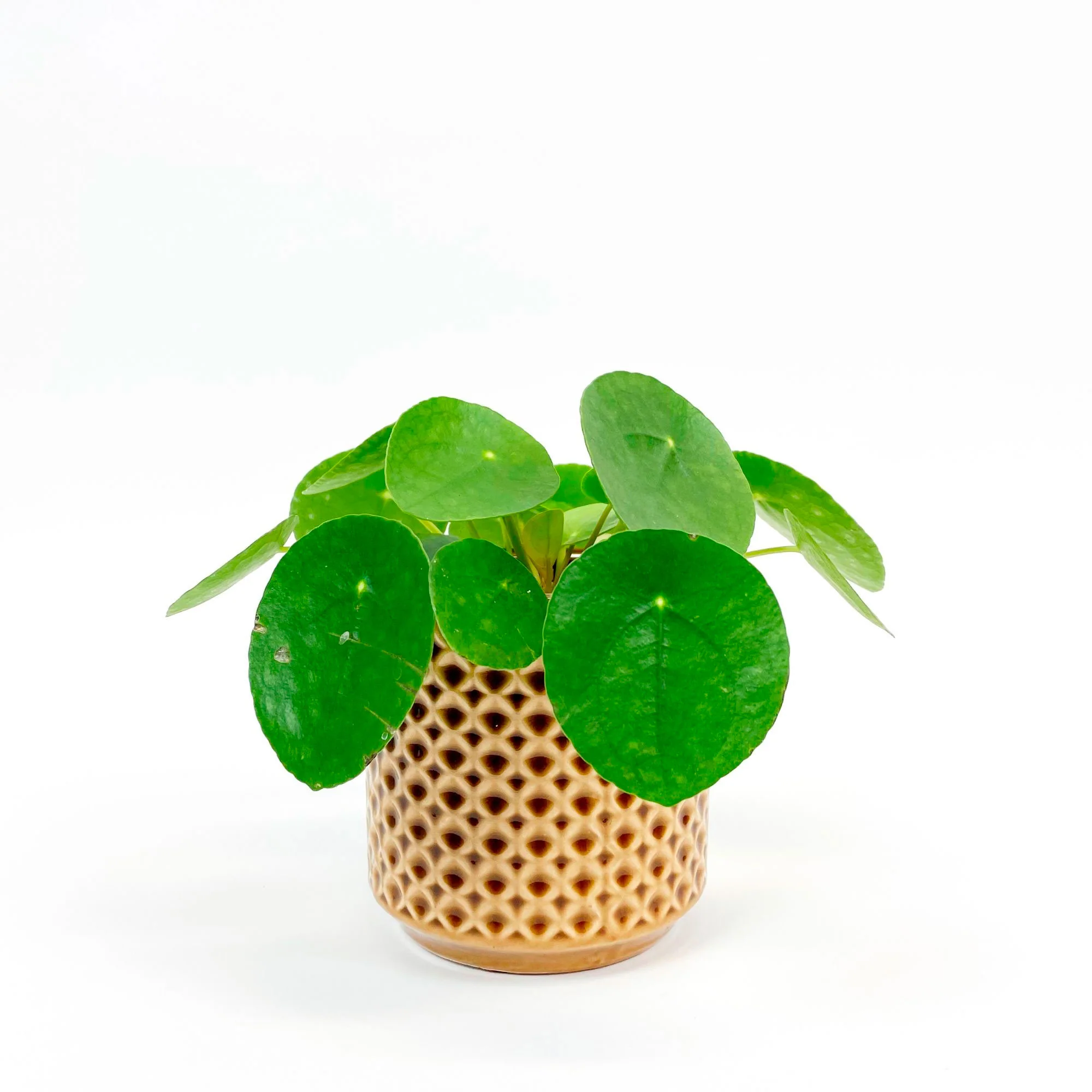 Plante à monnaie chinoise Pilea peperomioides avec pot décoratif - Image 6